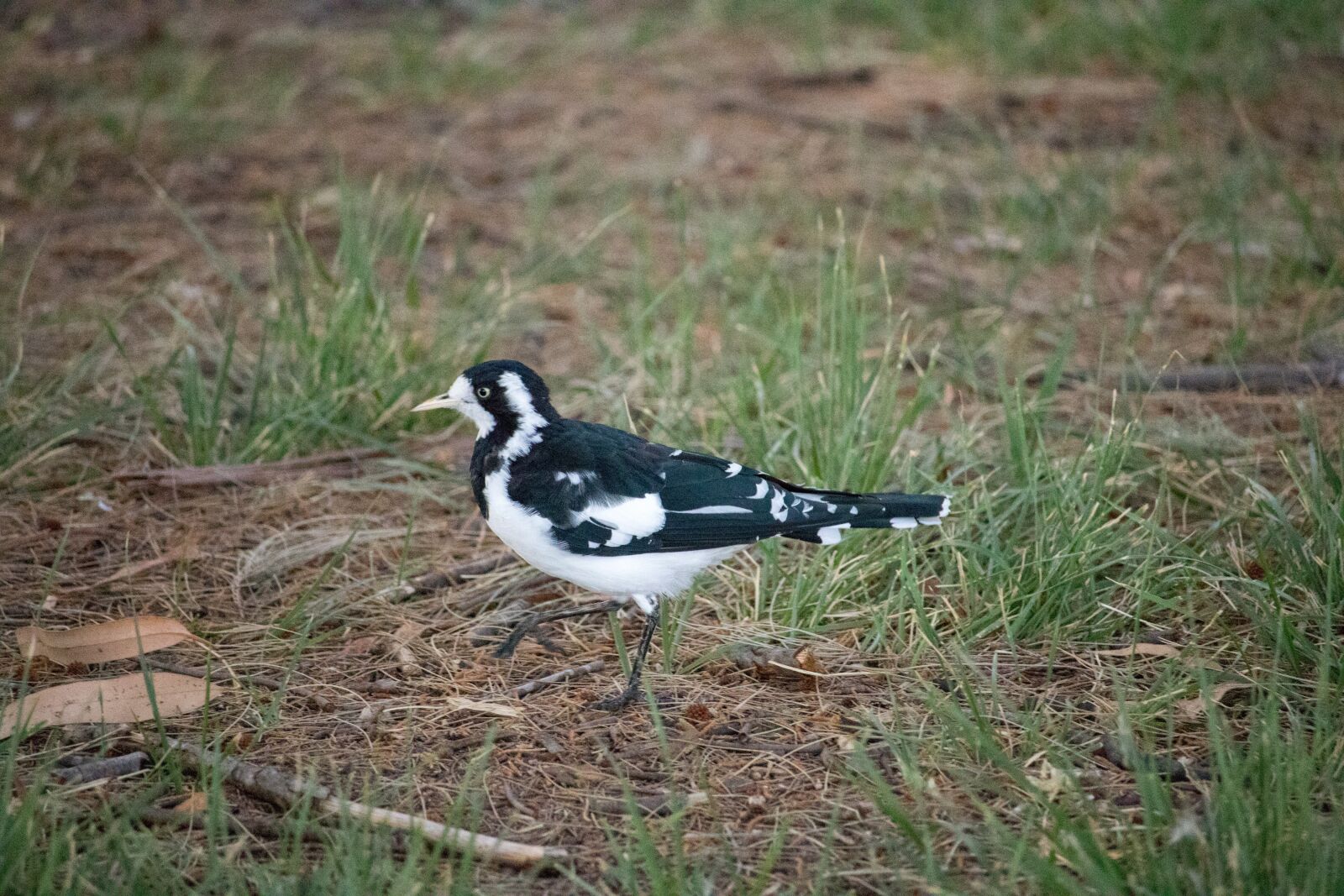 Canon EOS 200D (EOS Rebel SL2 / EOS Kiss X9) sample photo. Bird, nature, outdoors photography