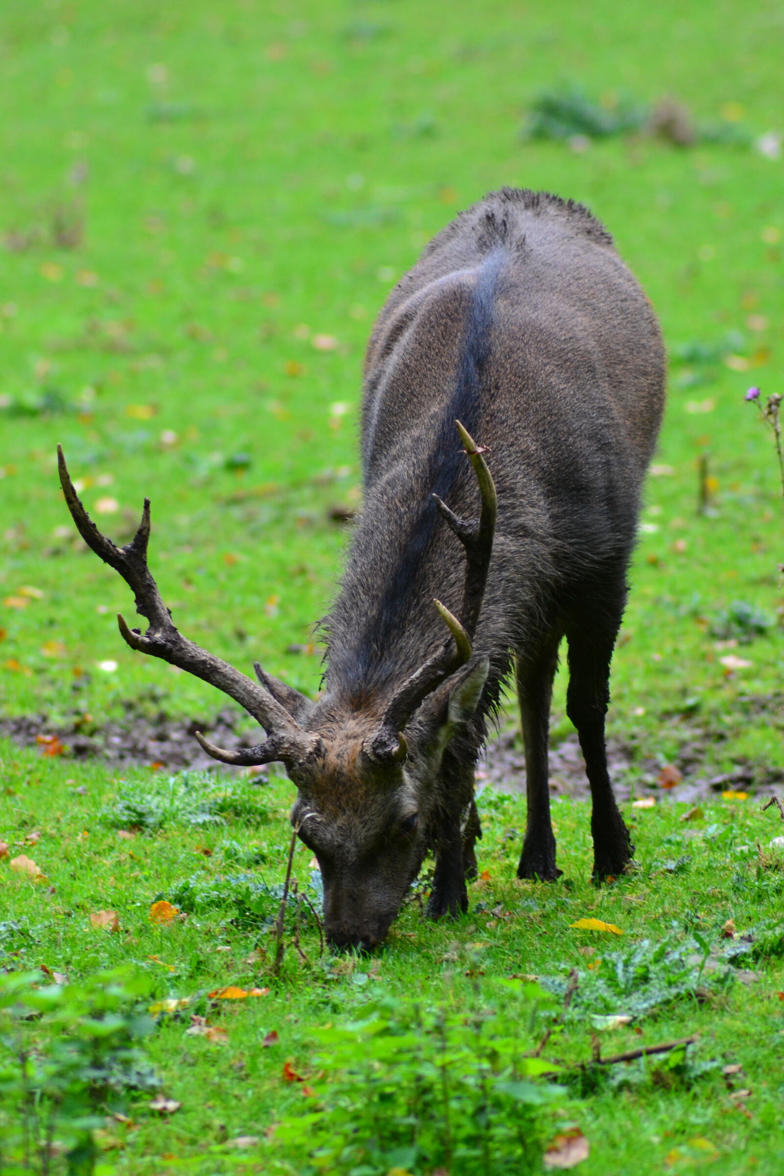 Nikon D3100 sample photo. Animal, park, antlers, close photography