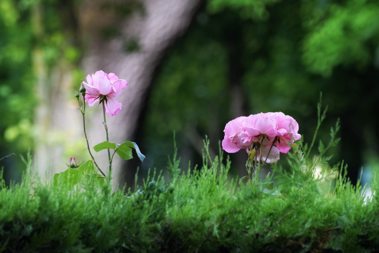 Nikon D5300 sample photo. Flowers, roses, purple photography