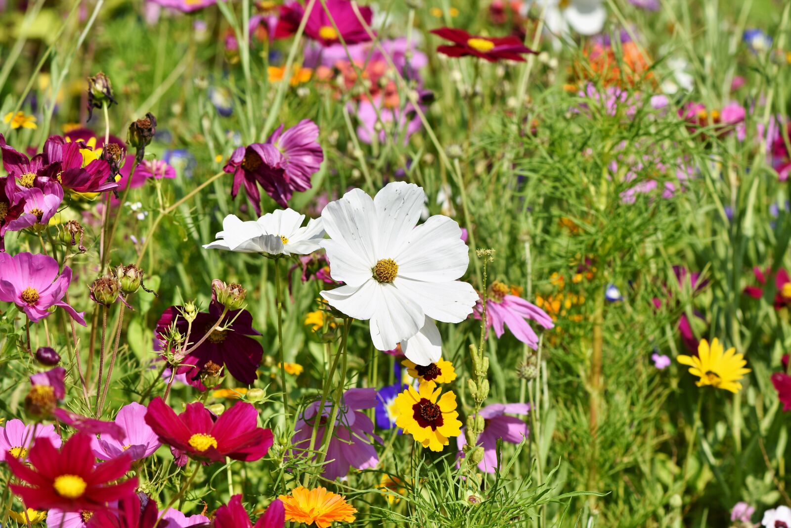 Nikon D7200 sample photo. Flower meadow, flowers, wildflowers photography