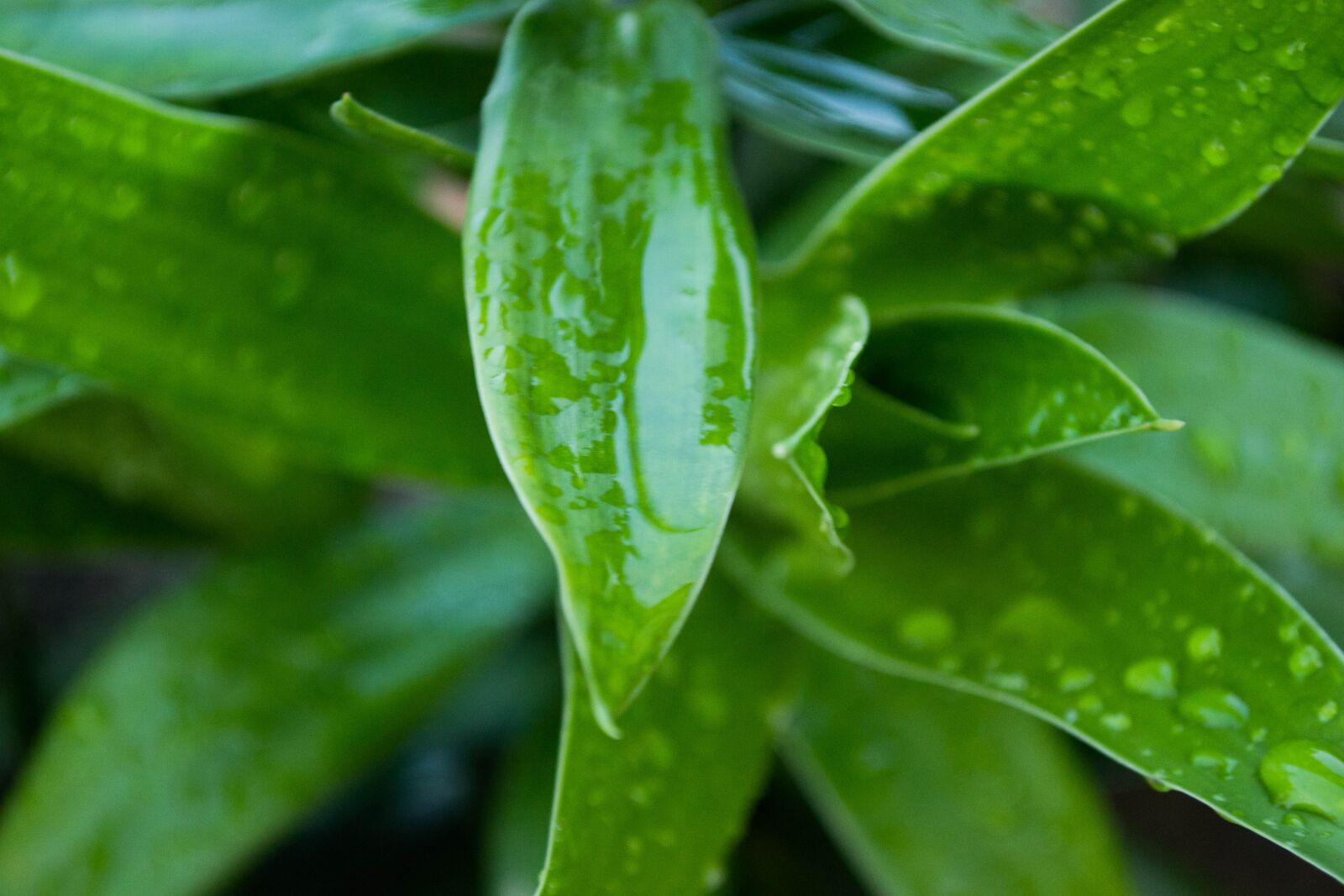 Nikon D3100 sample photo. Plant, garden, green photography