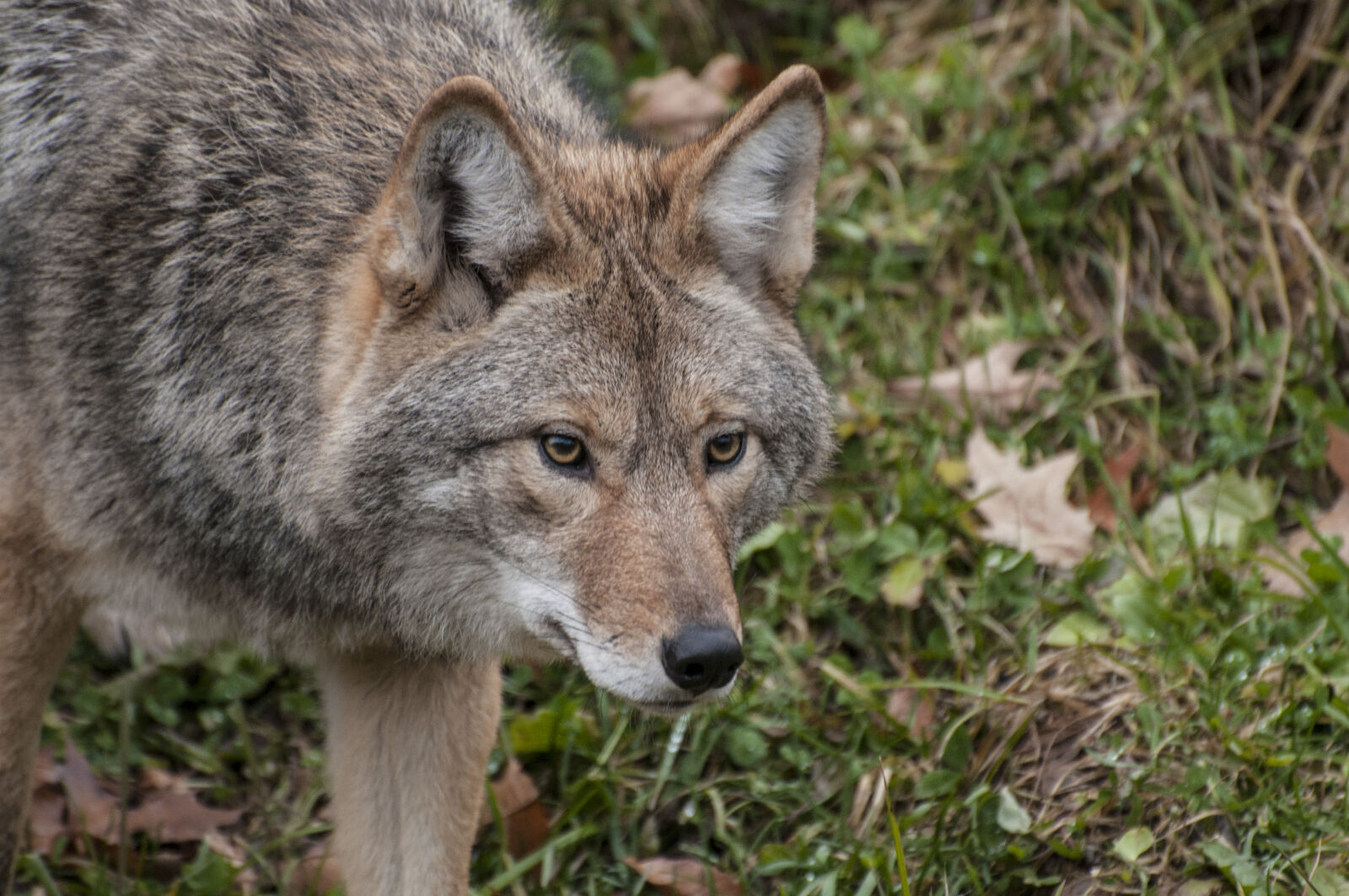 Nikon D300 sample photo. Carnivore, coyote, fur, predator photography