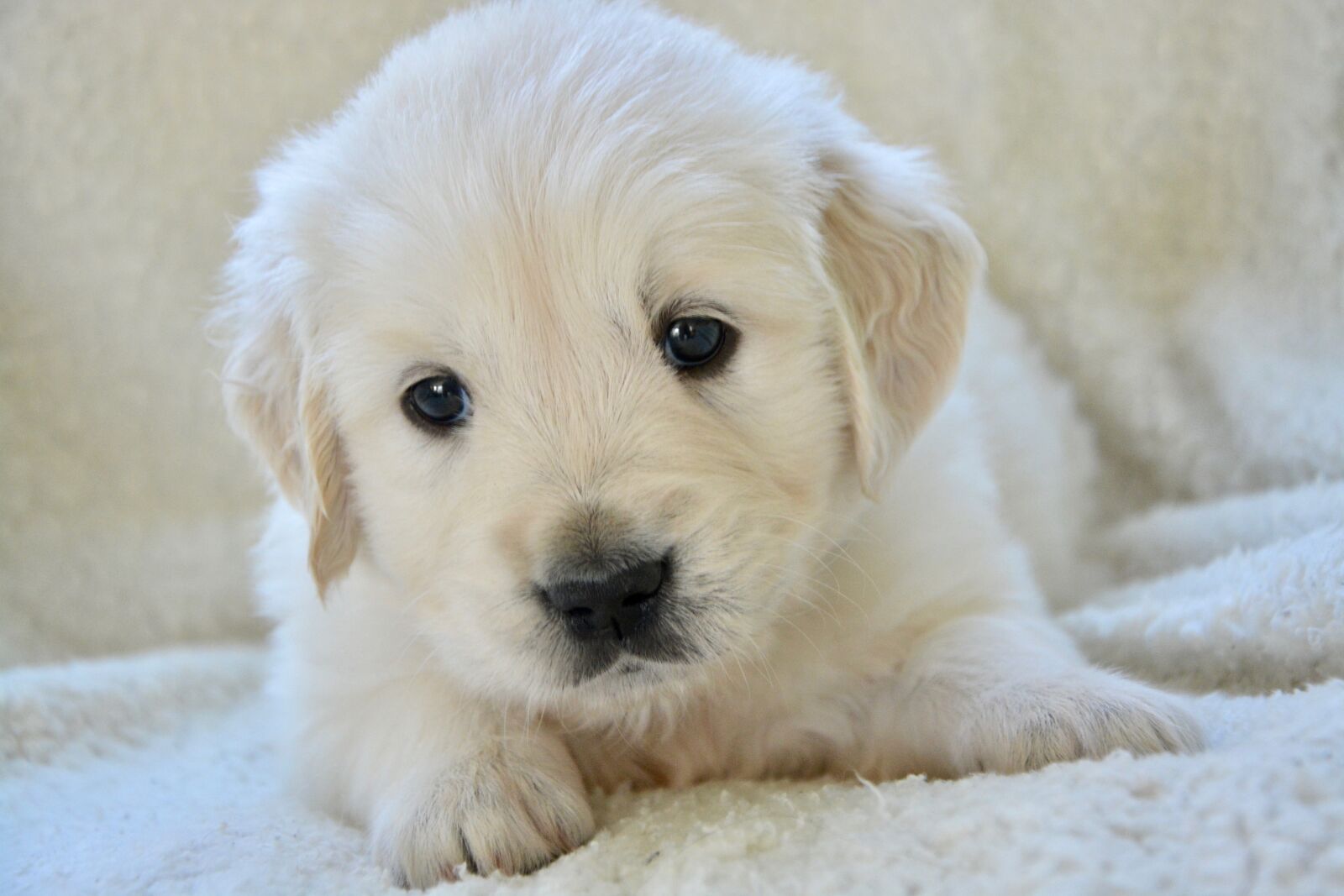 Nikon D5200 sample photo. Puppy, pup, puppy lying photography