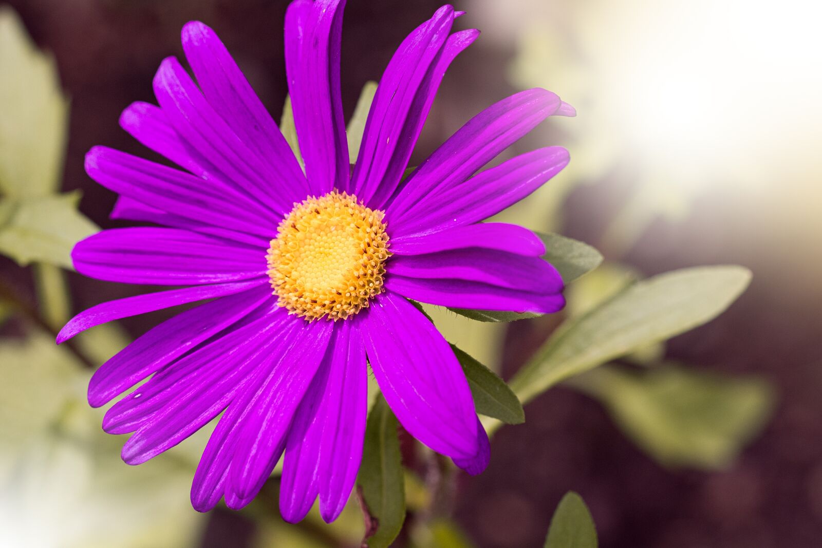 Nikon D7100 sample photo. Marguerite, flower, violet photography