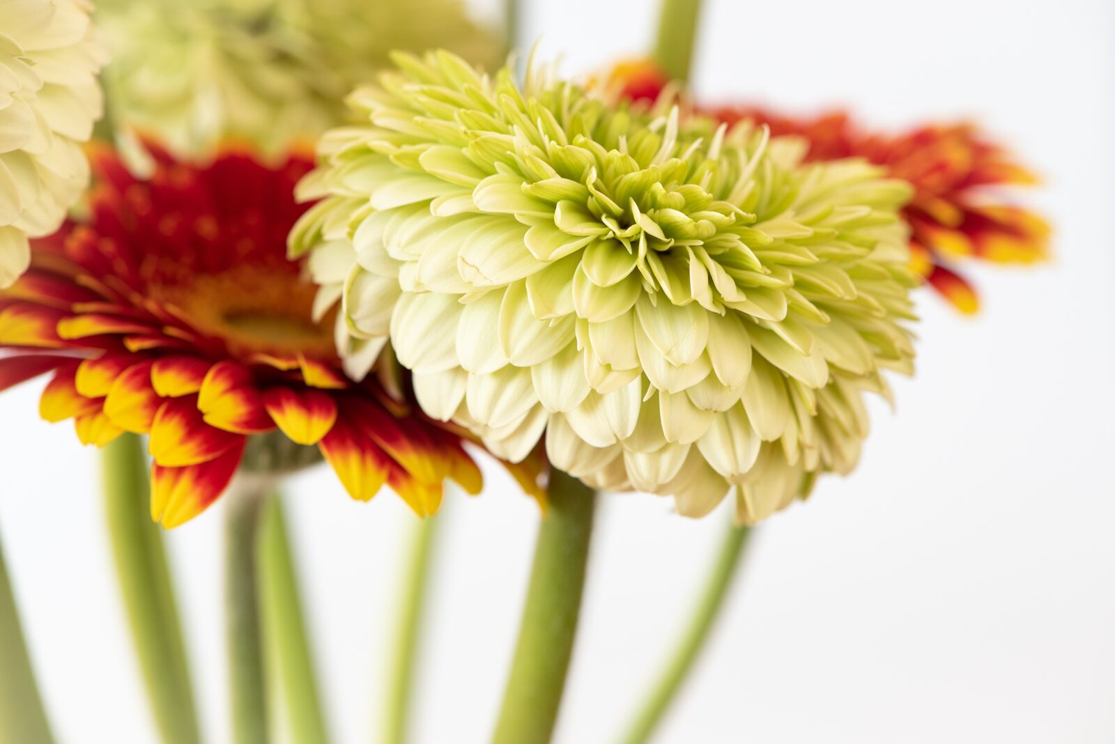 Nikon D750 sample photo. Gerbera, blossom, bloom photography
