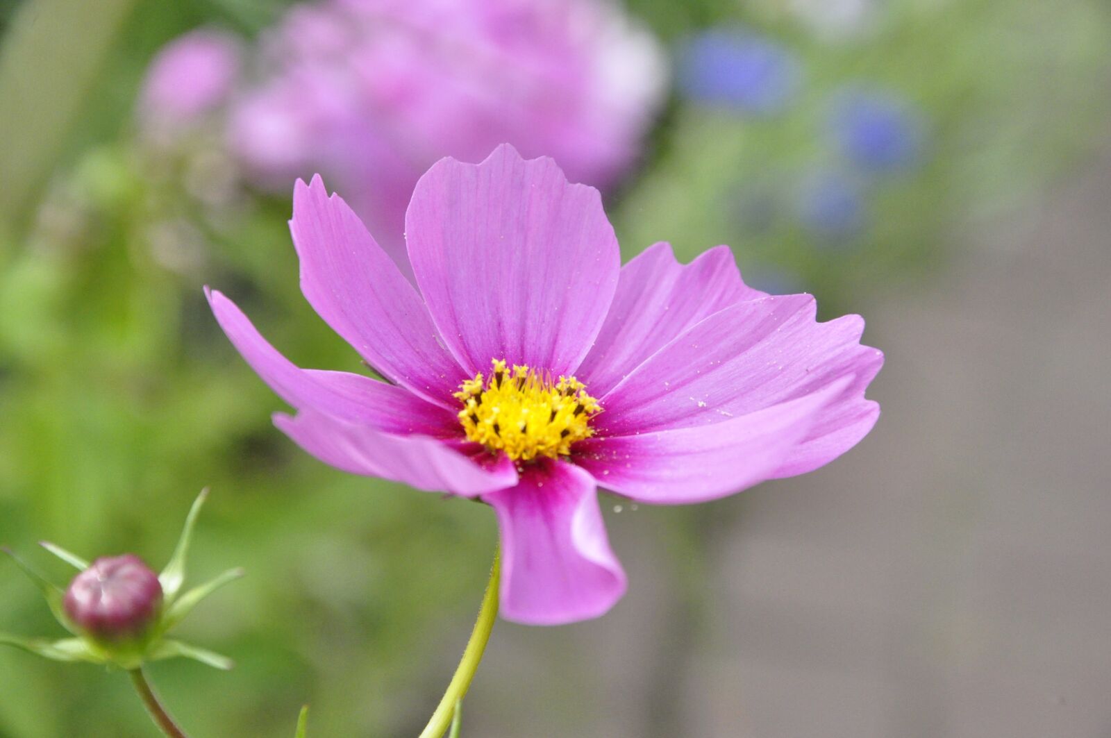 Nikon D5000 sample photo. Flower, violet, plant photography