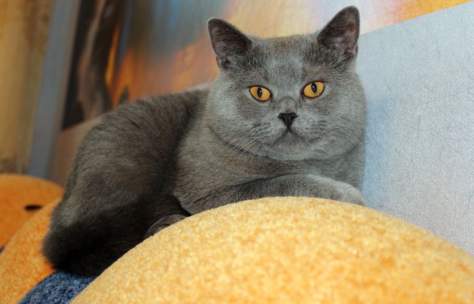 Canon EOS 600D (Rebel EOS T3i / EOS Kiss X5) sample photo. Cat, sofa, animal photography