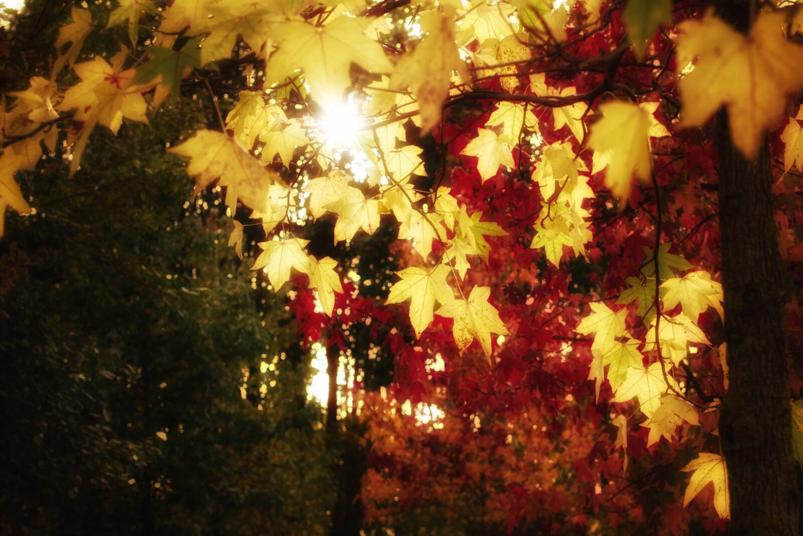 Pentax K-70 sample photo. Autumn, colorful, leaves photography