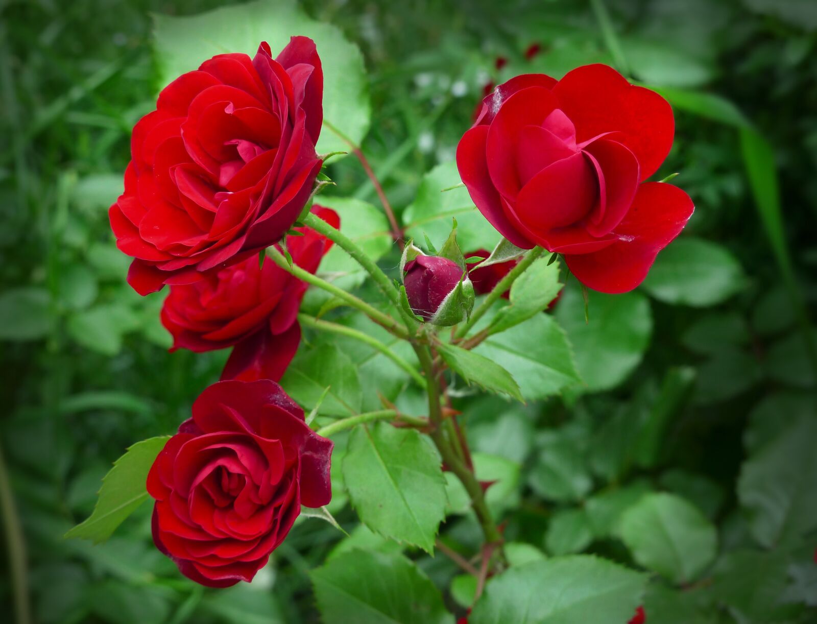 Panasonic Lumix DMC-FZ200 sample photo. Roses, flowers, summer photography