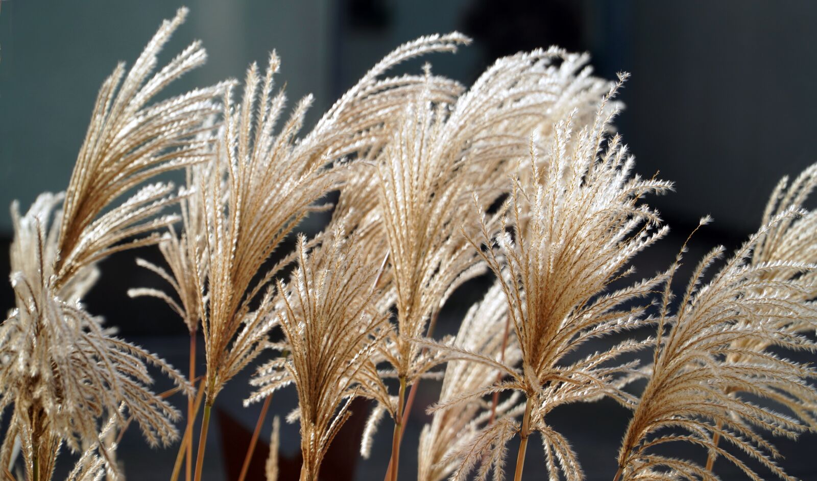 Sony E PZ 18-105mm F4 G OSS sample photo. Grasses, withered, grass photography