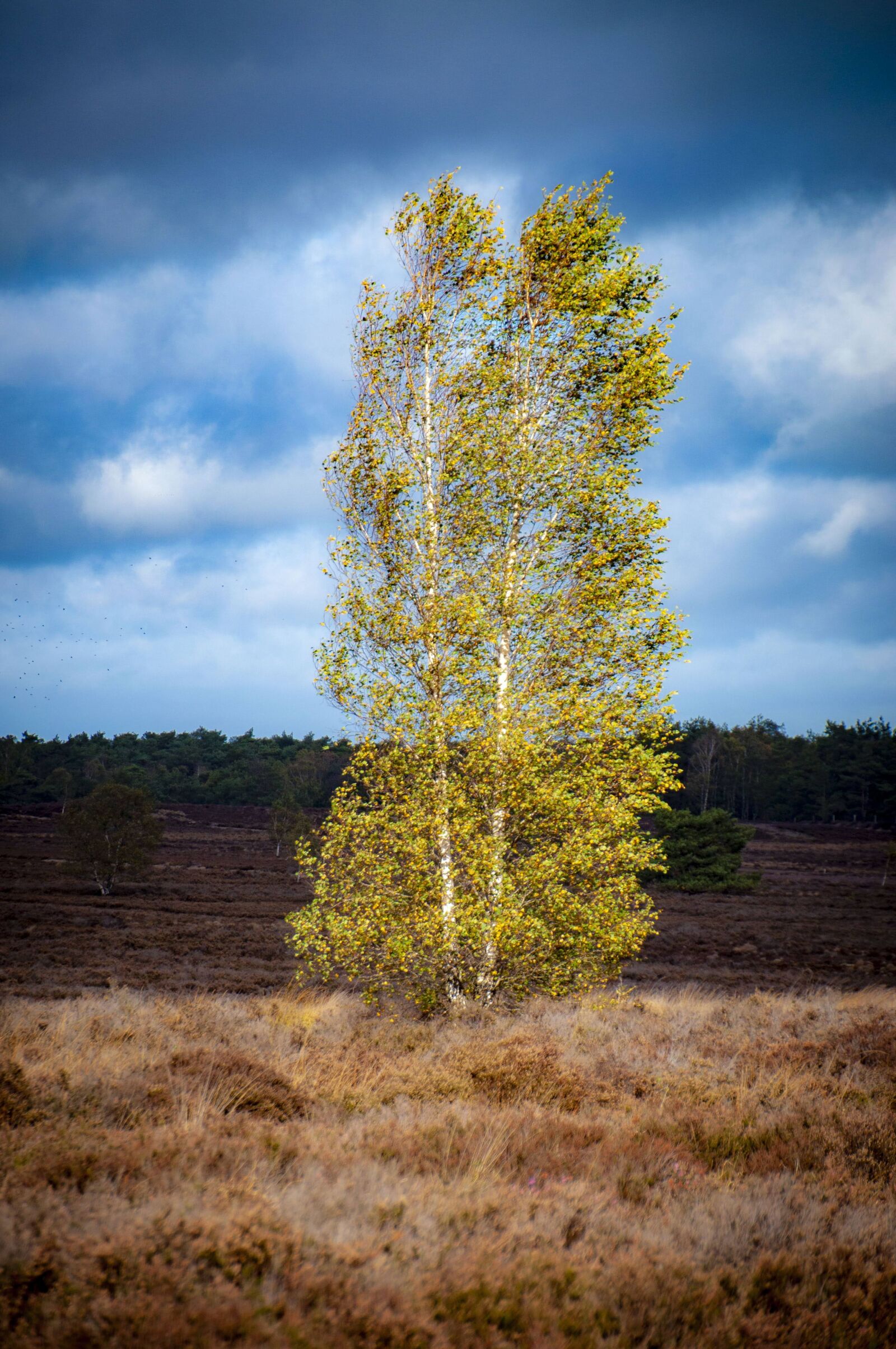 Nikon D5000 sample photo. Birch, grass, air photography