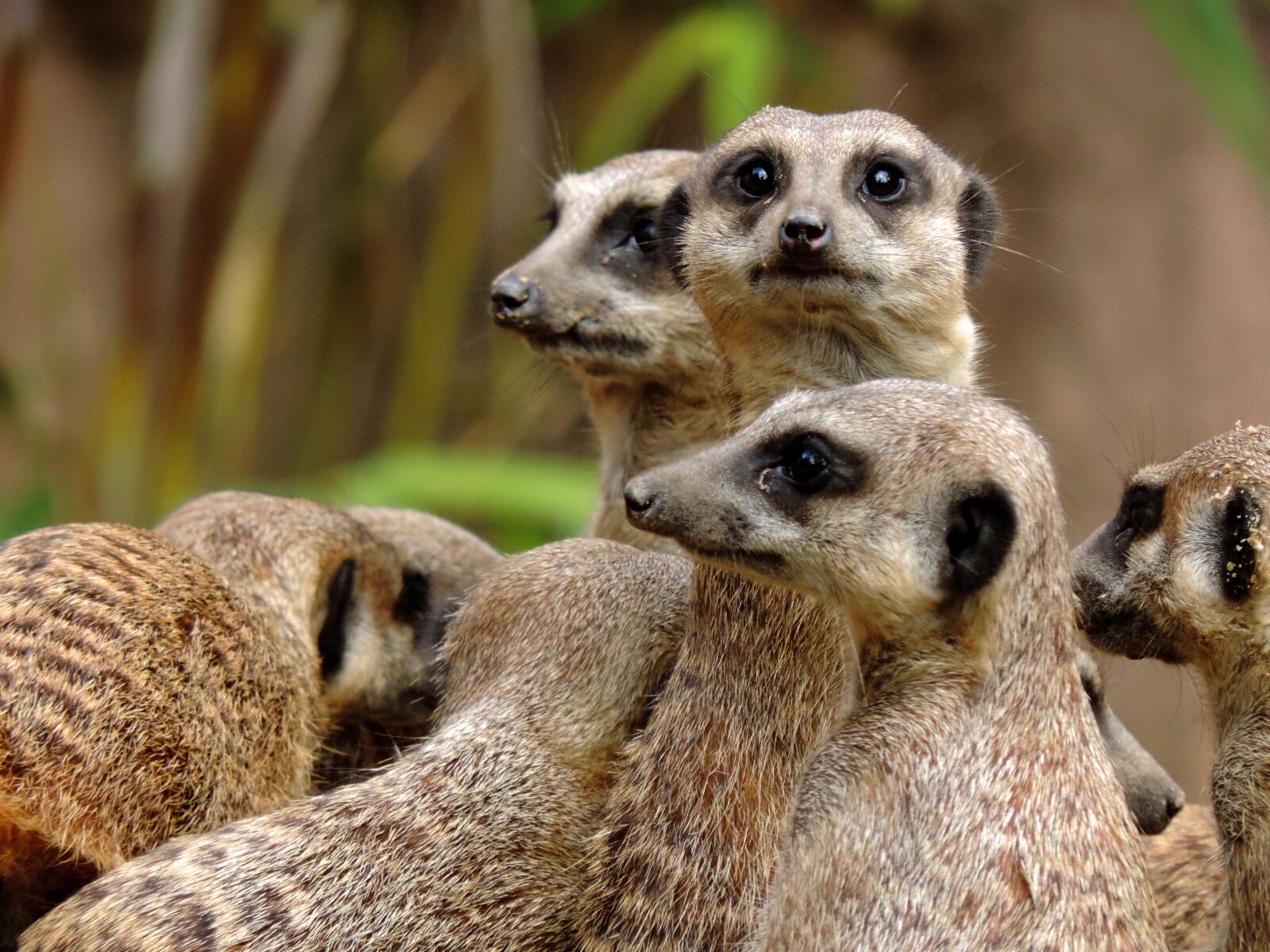 Nikon Coolpix P520 sample photo. Meerkat, mongoose, suricata photography