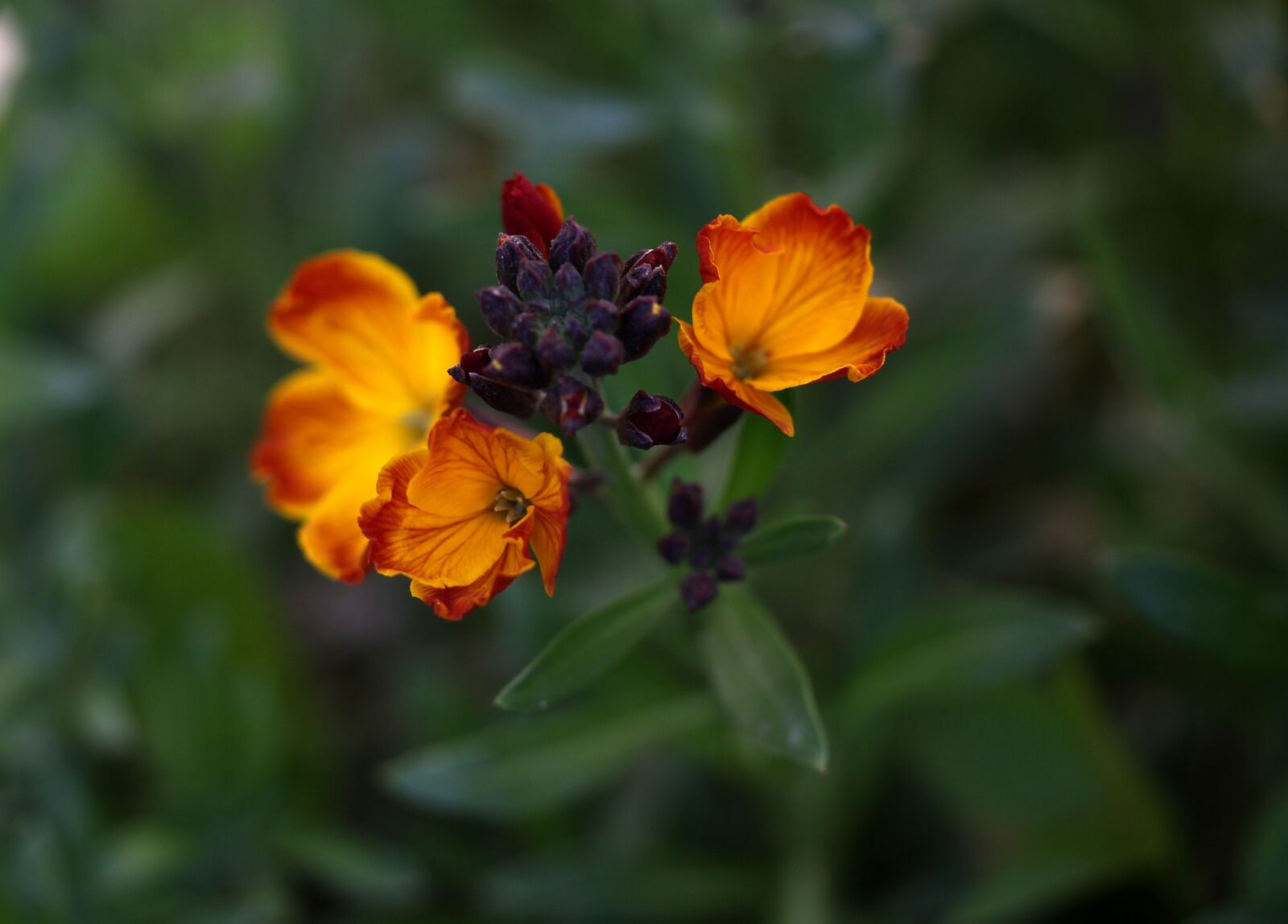 Canon EF-S 60mm F2.8 Macro USM sample photo. Flower, orange, supplies photography