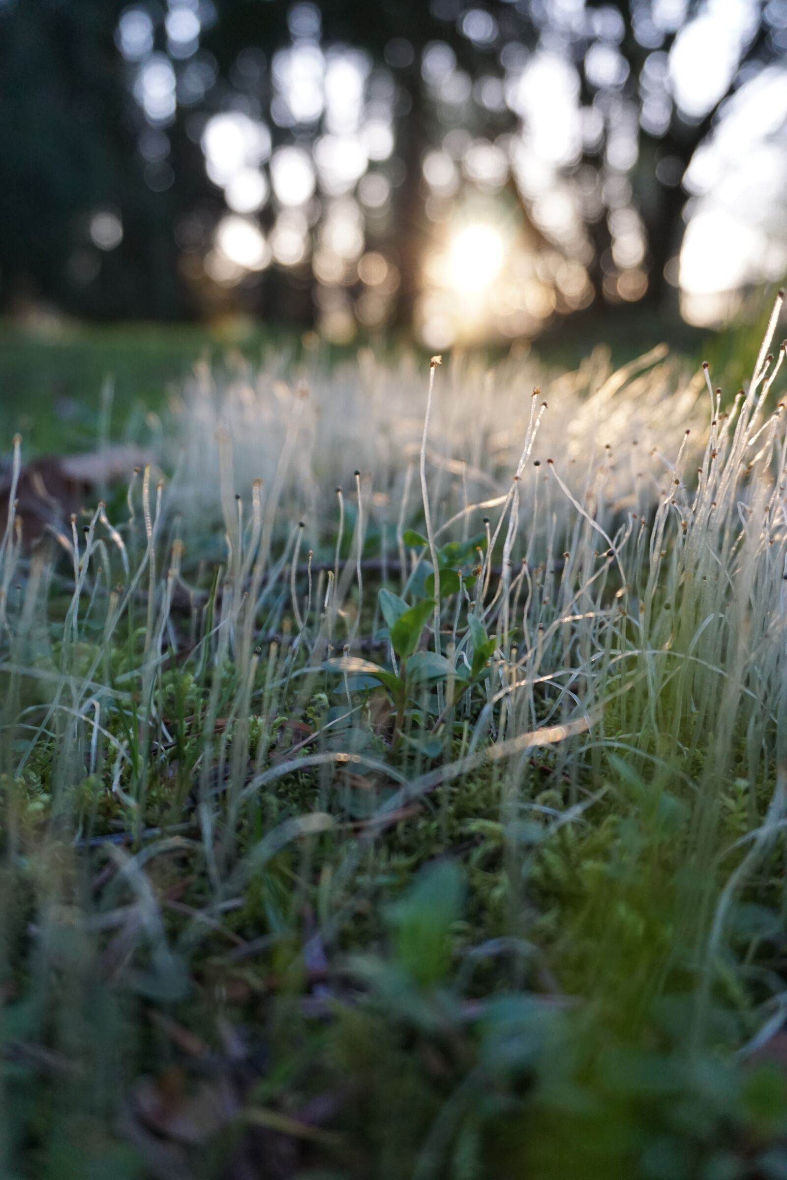 Sony E 16-50mm F3.5-5.6 PZ OSS sample photo. Green, grass, nature photography