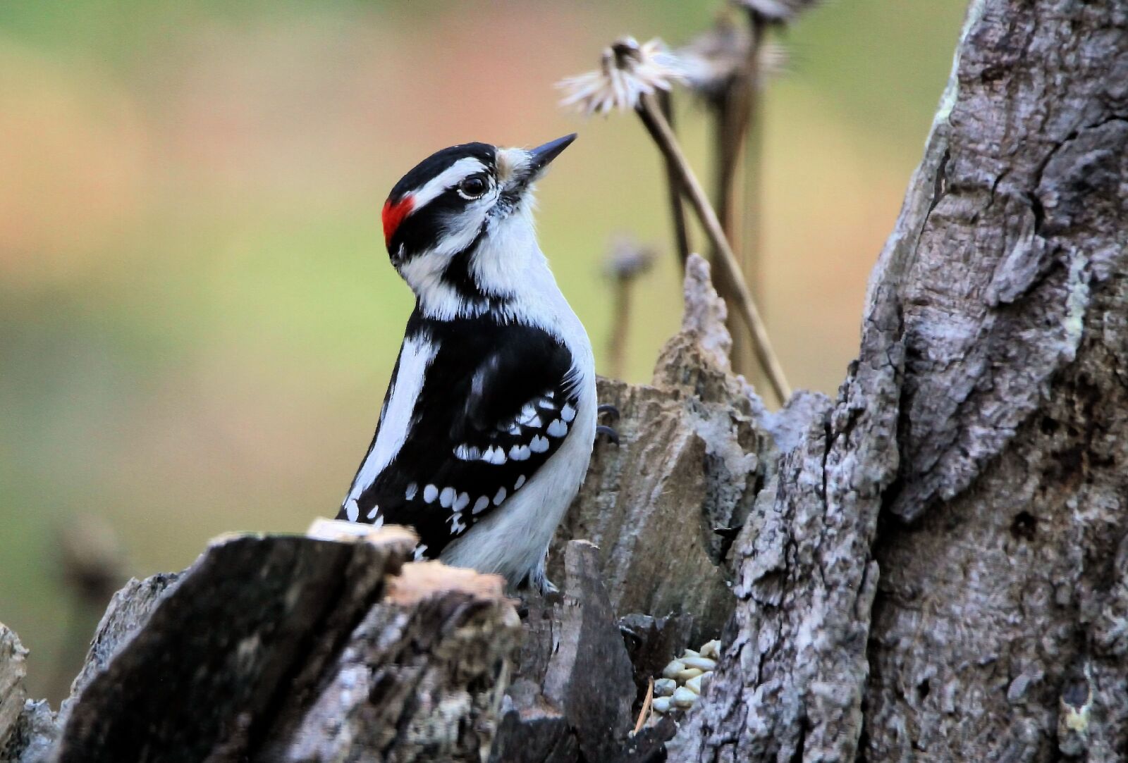 Canon EOS 7D sample photo. Woodpecker, downy woodpecker, bird photography
