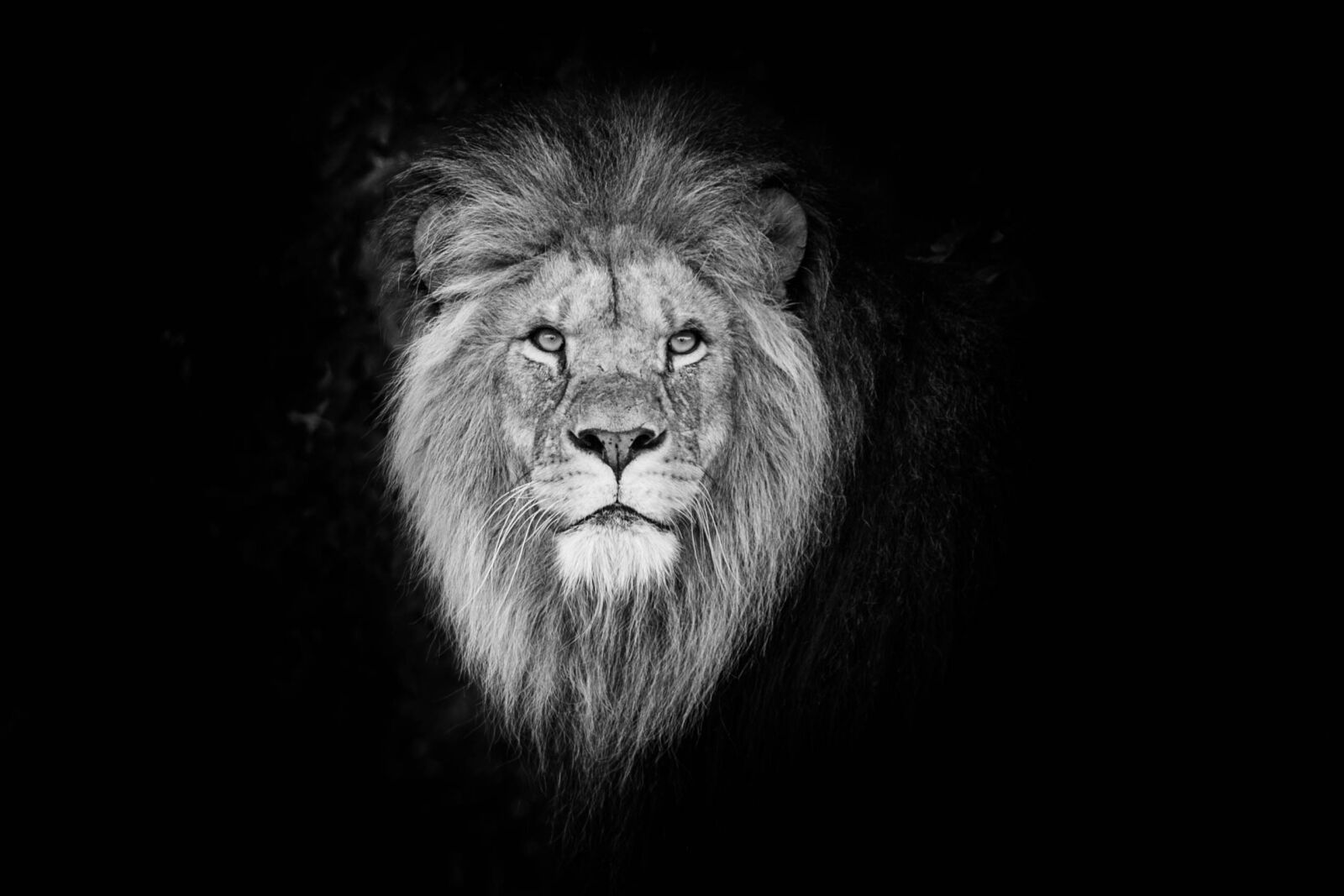 Canon EOS 5D Mark III sample photo. Portrait, cat, lion photography