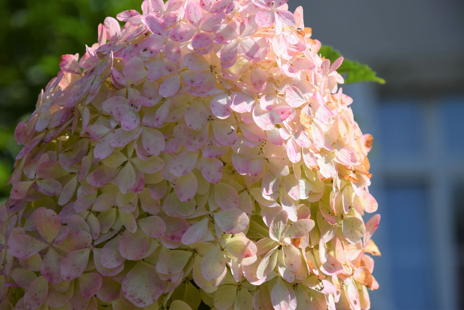Nikon D5300 sample photo. Nature, summer, landscape photography