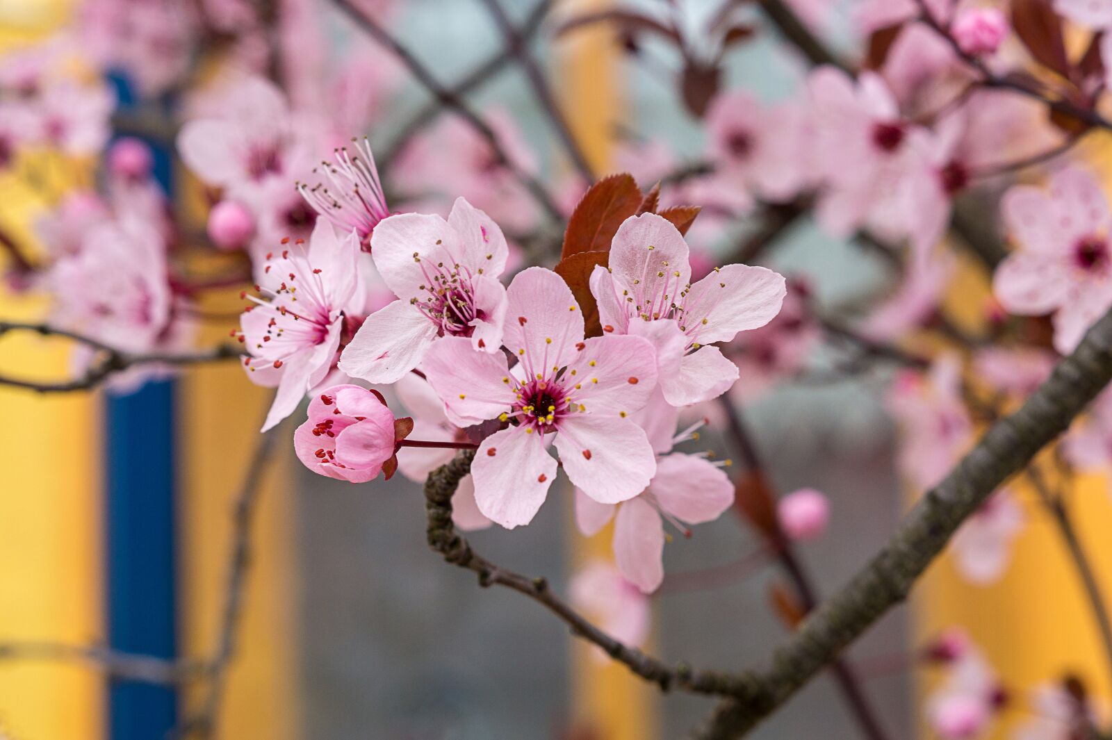 Sony SLT-A58 + Sony DT 50mm F1.8 SAM sample photo. Cherry blossom, pink, spring photography