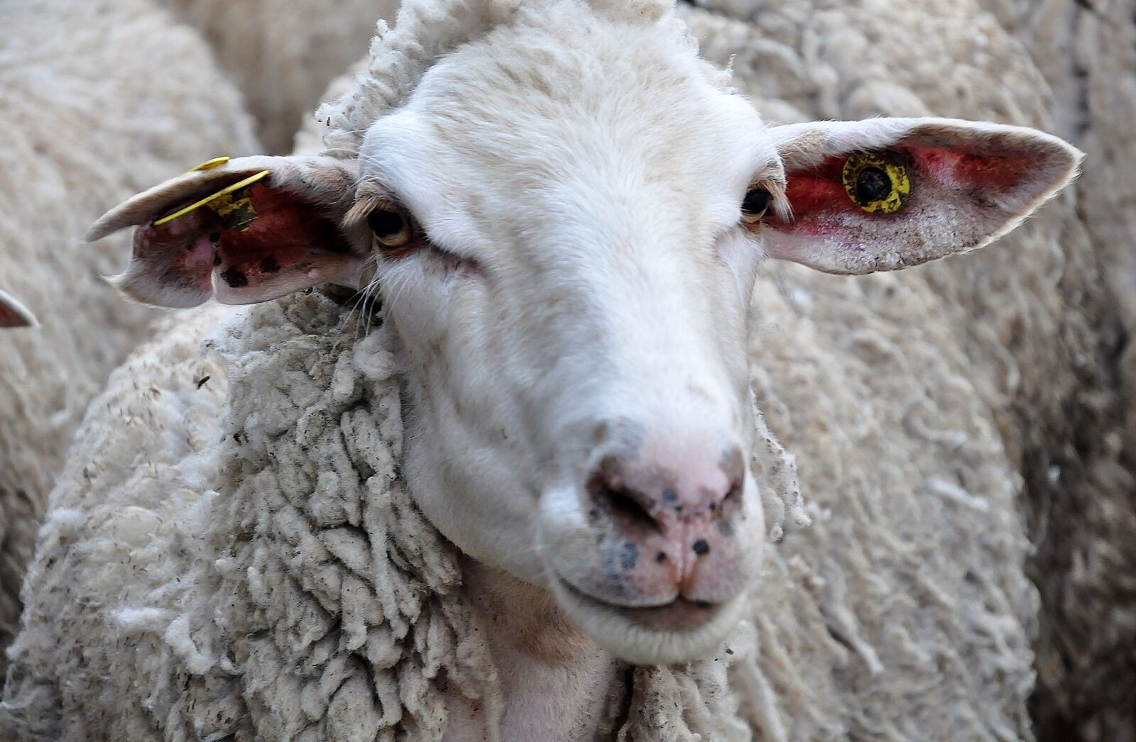 Nikon D90 sample photo. Sheep, animal photography