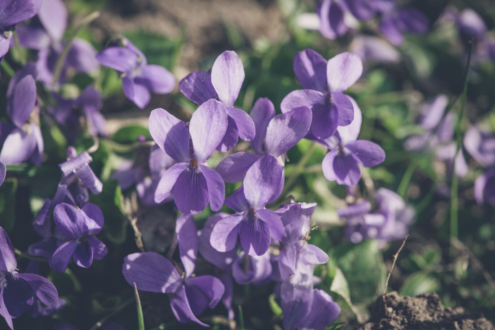 Nikon D750 sample photo. Flowers, wildflowers, wild flowers photography
