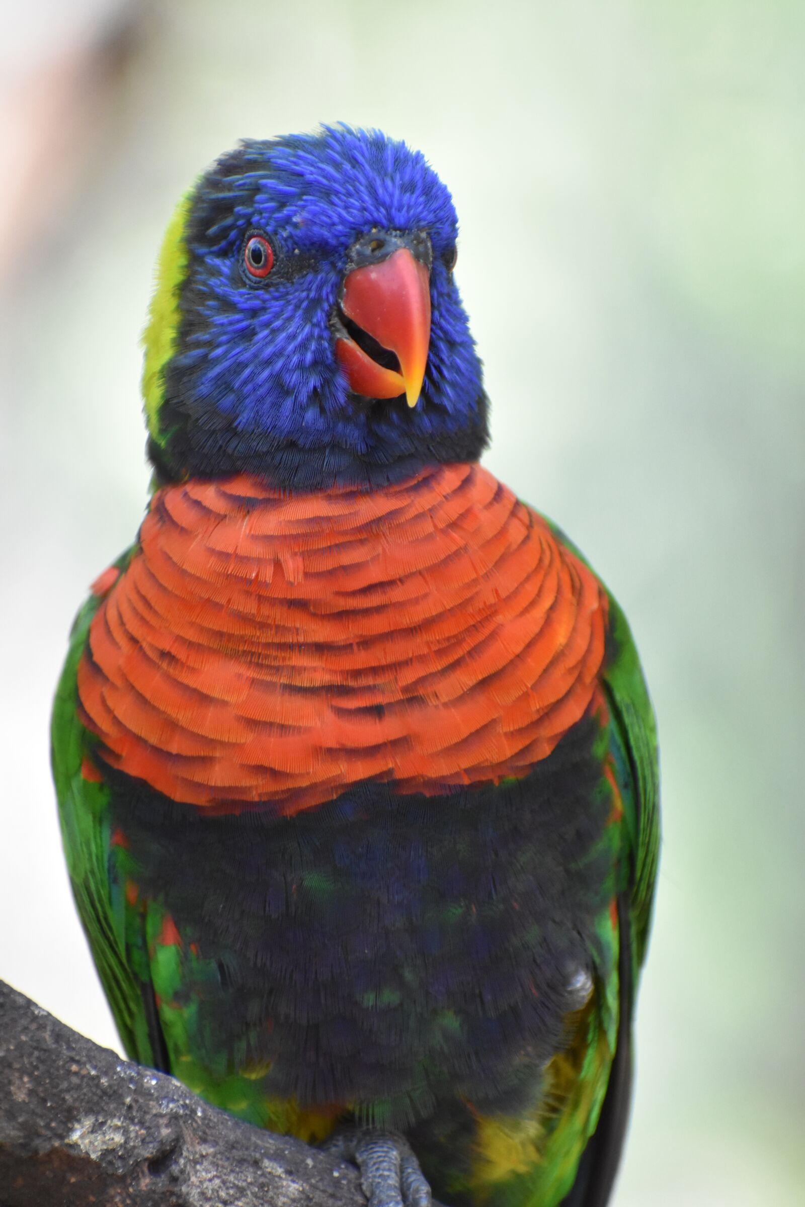 Nikon D3400 sample photo. Bird, zoo, wildlife photography