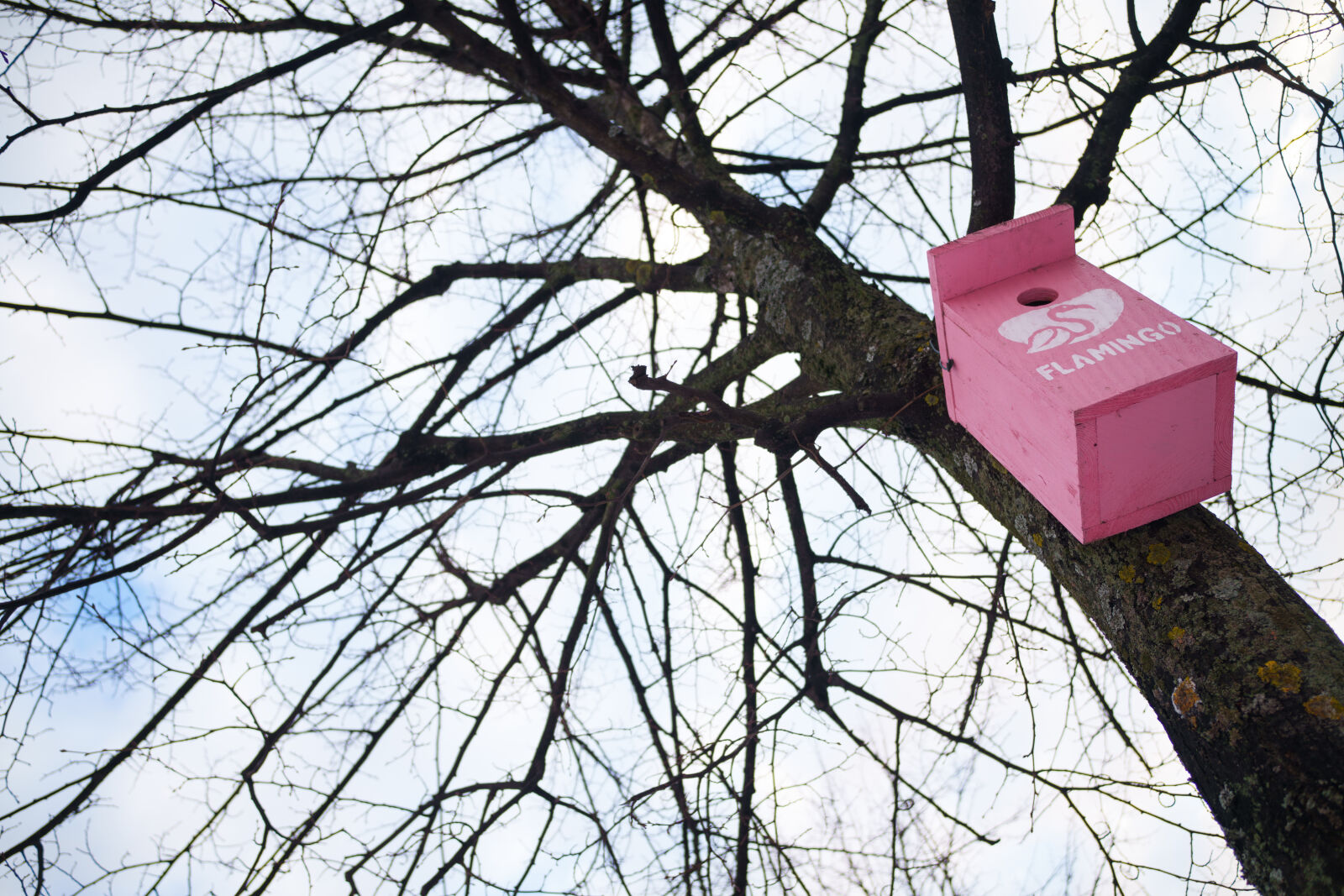 Samyang Remaster Slim 28mm F3.5 sample photo. Pink birdhouse tree photography