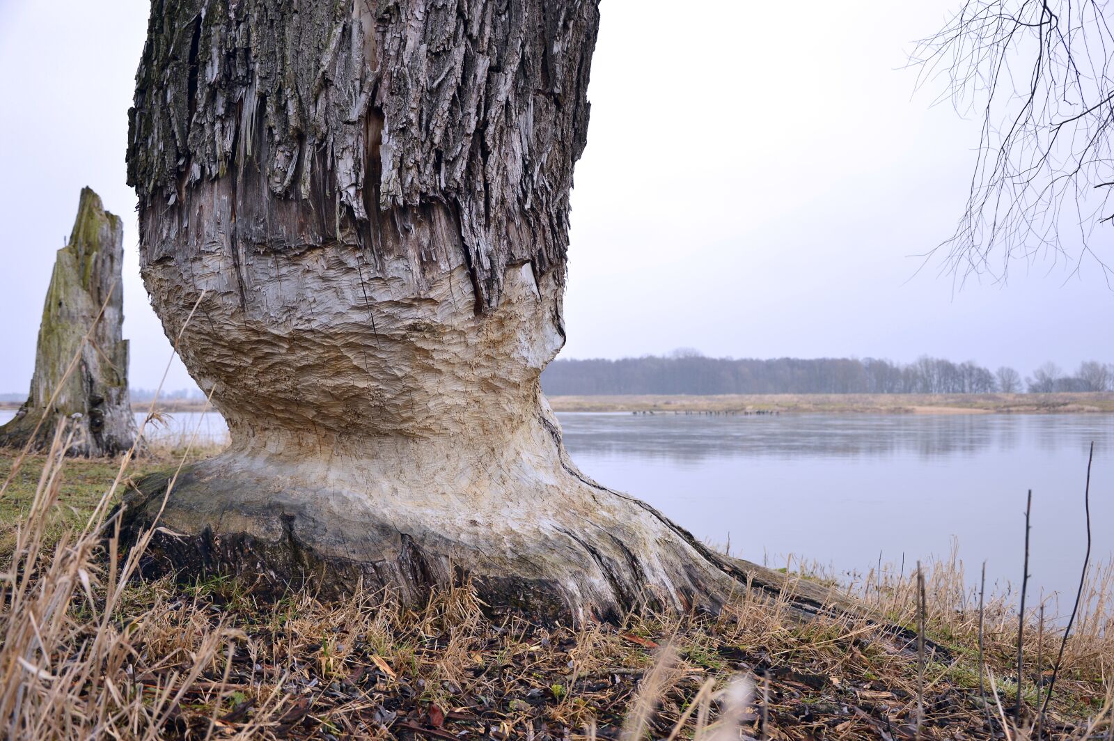Nikon D3200 sample photo. Log, beaver eating, damage photography