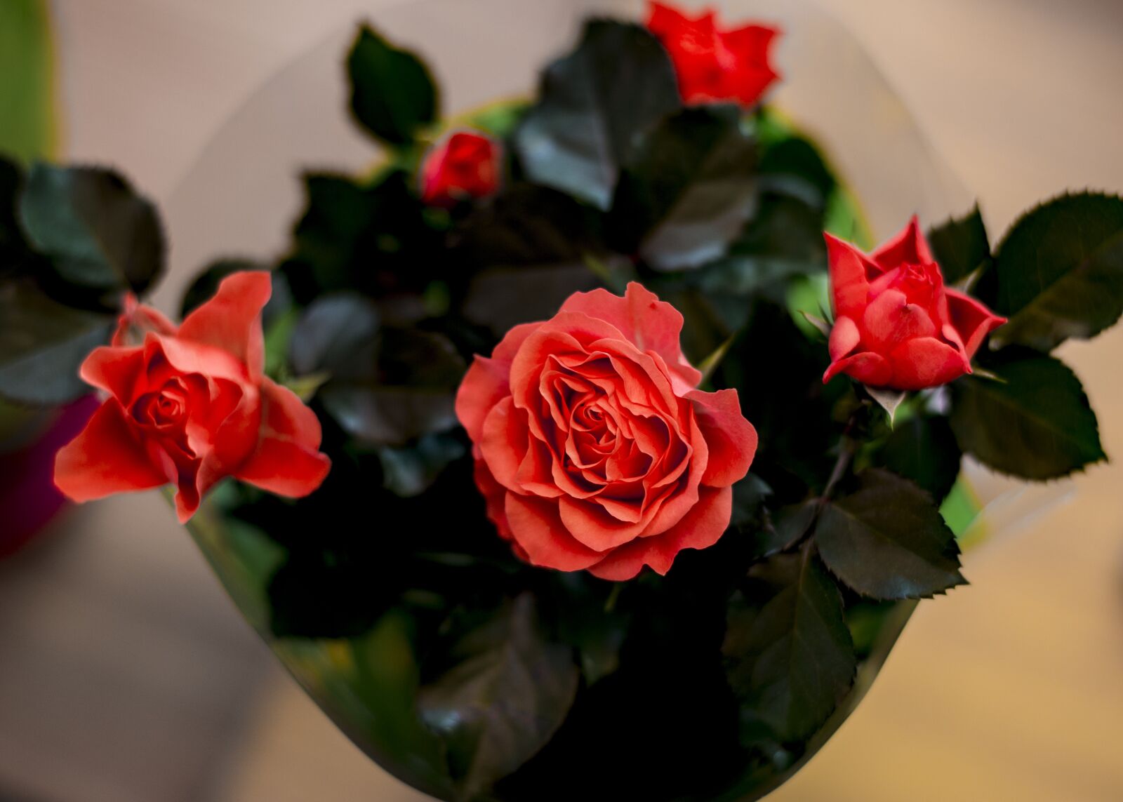 Canon EOS 6D + Canon EF 50mm F1.4 USM sample photo. Flowers, roses, pink roses photography
