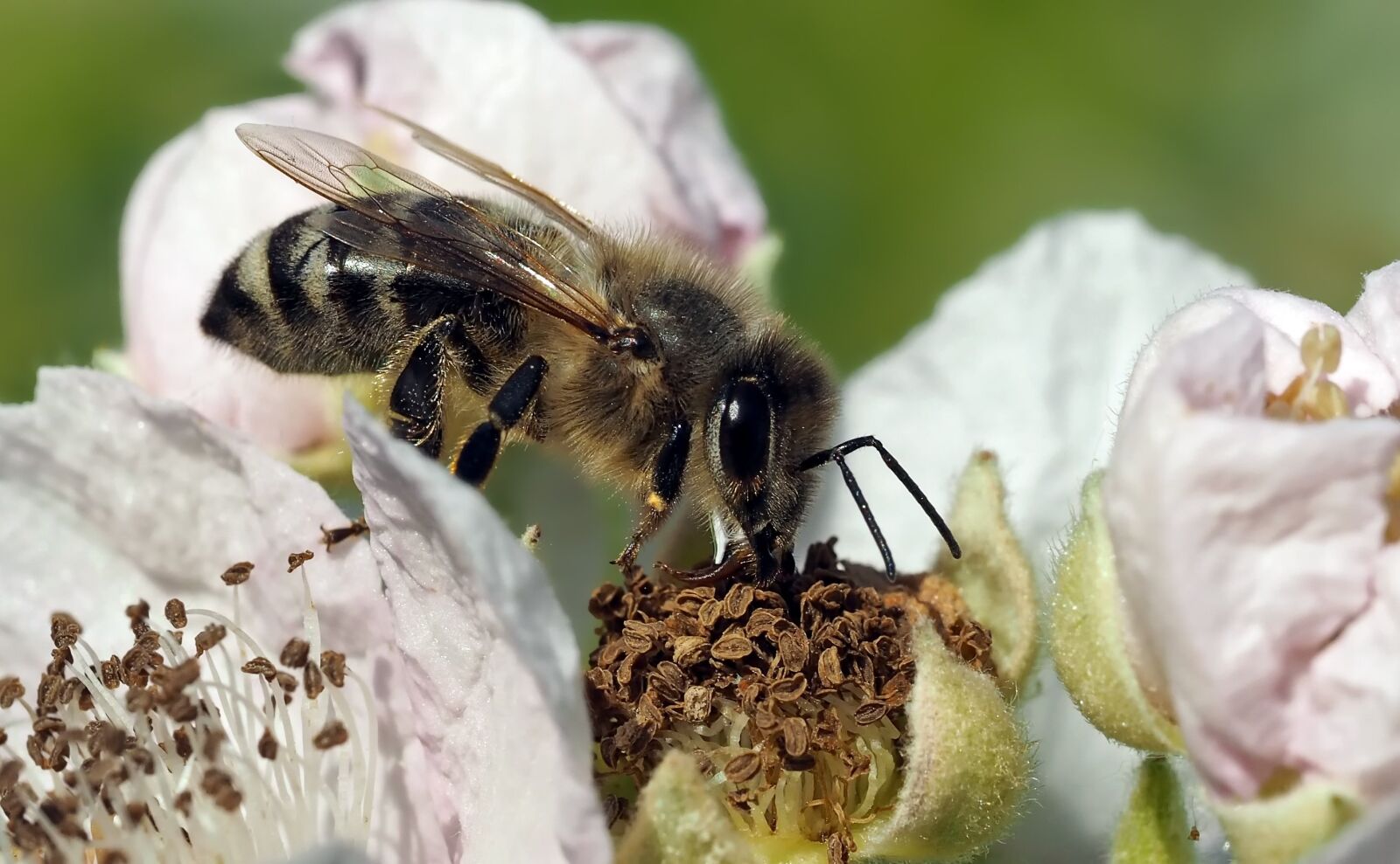 Olympus M.Zuiko Digital ED 60mm F2.8 Macro sample photo. Bee, honey bee, close photography