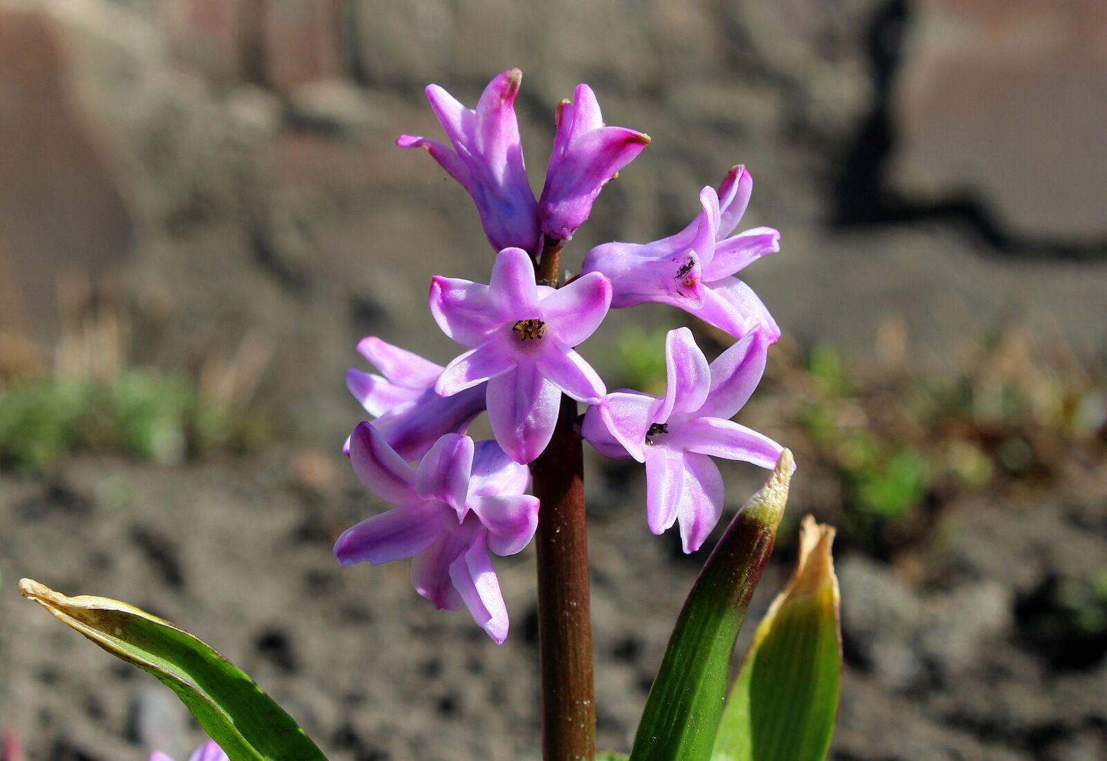 Canon EOS 1200D (EOS Rebel T5 / EOS Kiss X70 / EOS Hi) sample photo. Hyacinth, spring flowers, pink photography