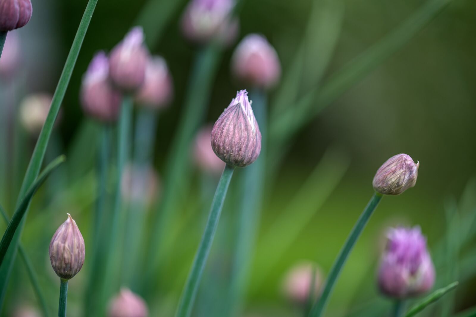 Nikon D750 sample photo. Chives, the grass leeks photography