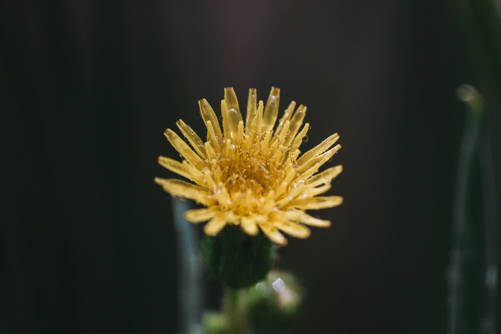 Sony SLT-A65 (SLT-A65V) sample photo