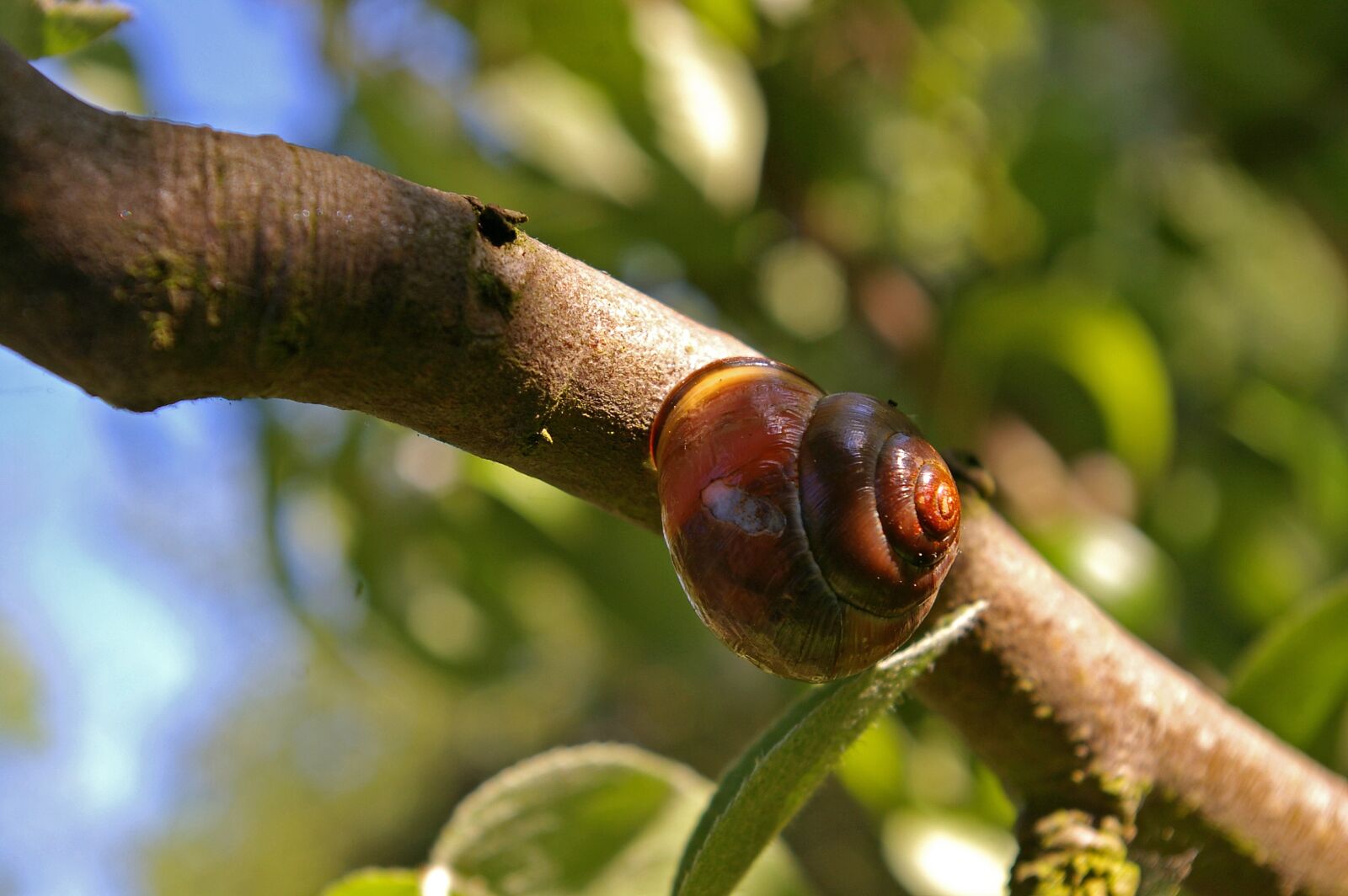 Pentax *ist DL2 sample photo. Shell, nature, snail photography