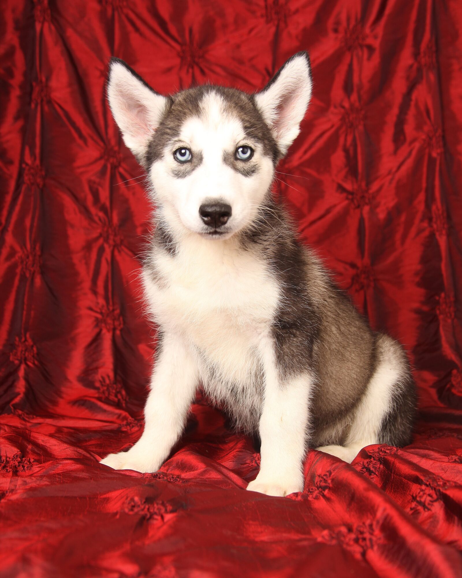 Canon EOS 5D Mark II sample photo. Dog, siberian, husky photography