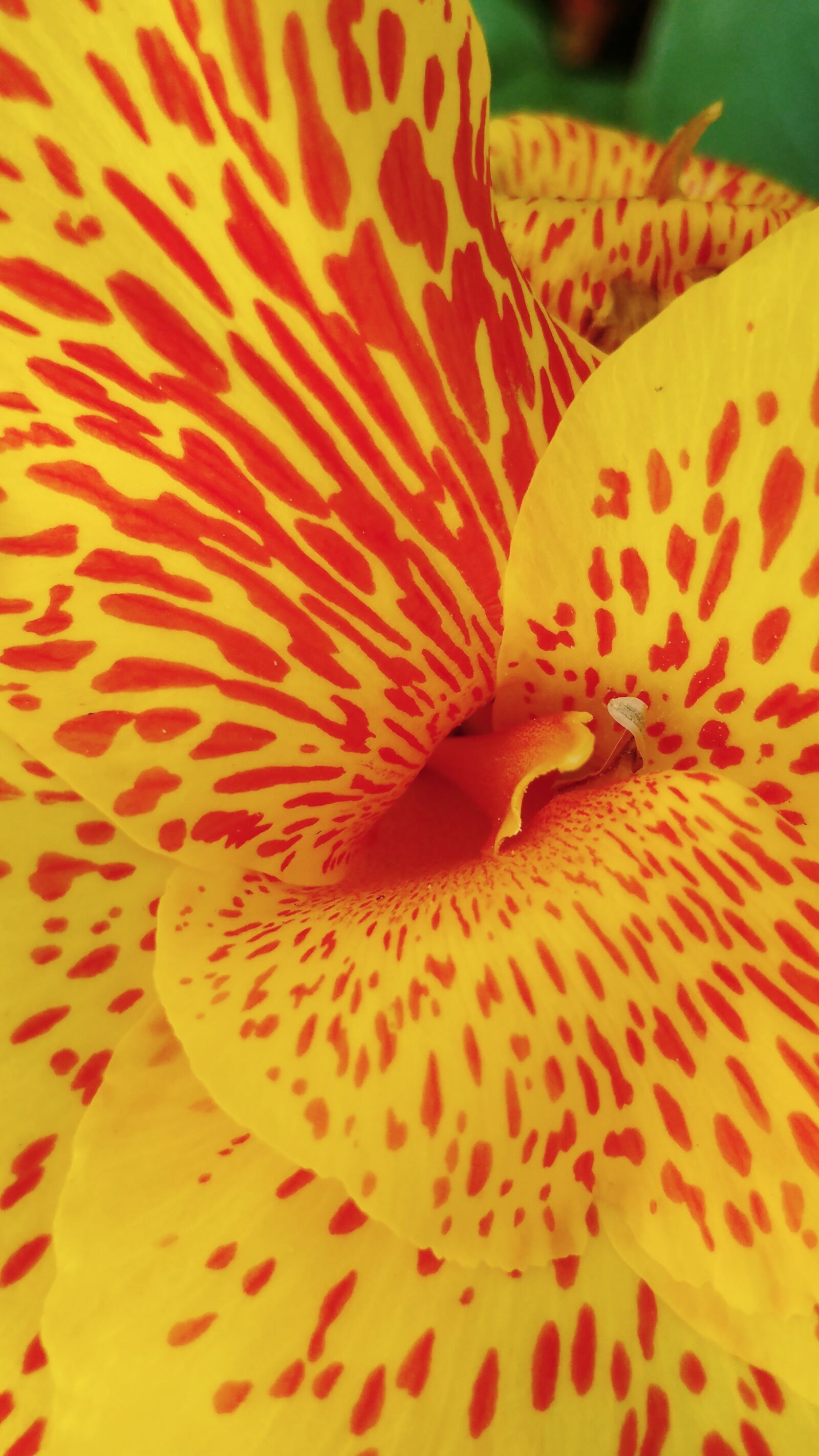 LG G5 sample photo. Canna lily, yellow flower photography
