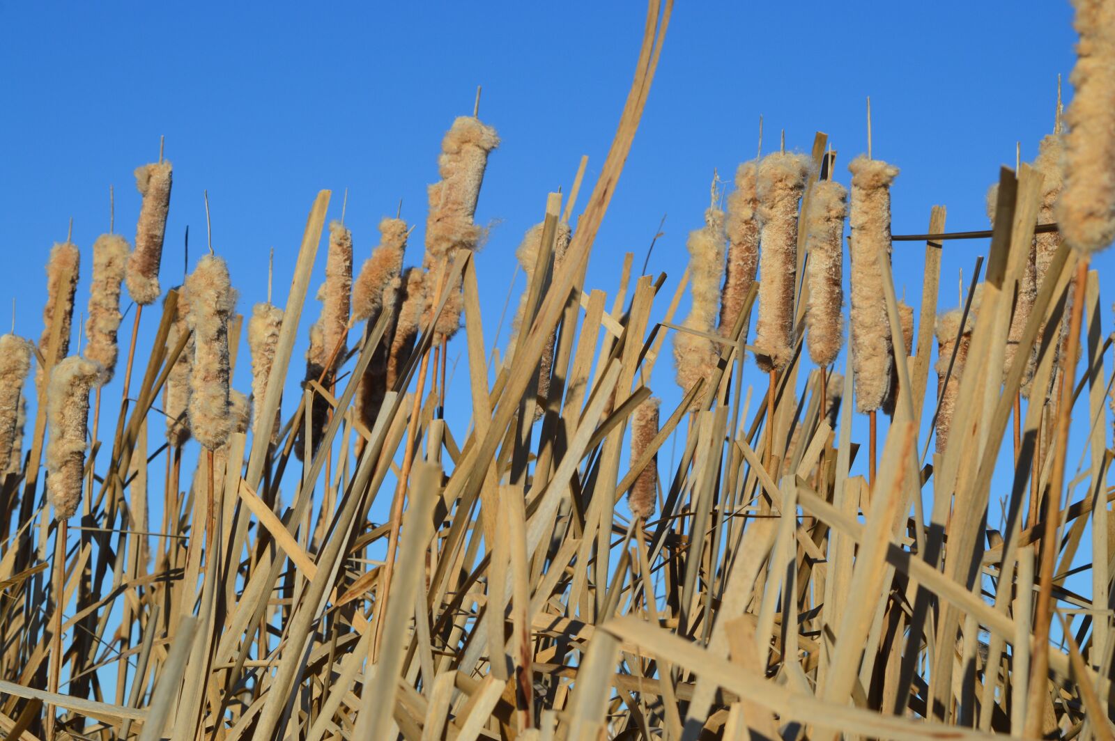 Nikon D3200 sample photo. Cattails, blue sky, reeds photography
