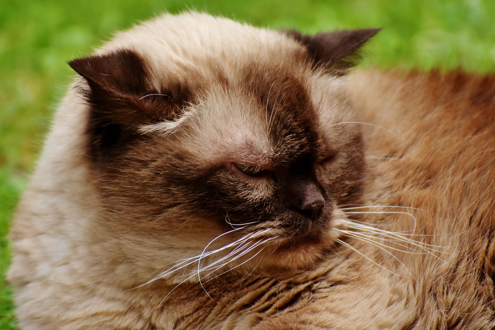 Nikon D7200 sample photo. British shorthair, cat, animal photography