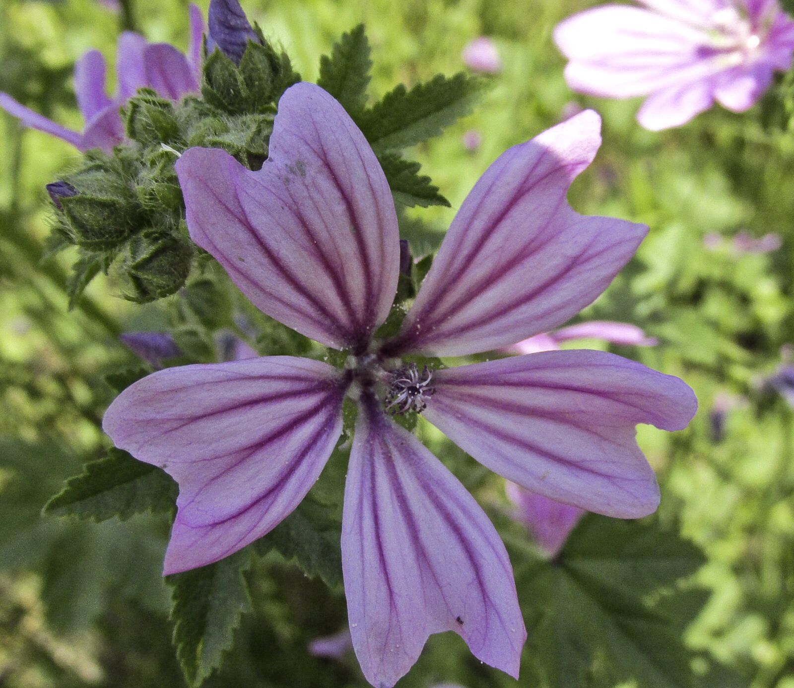 Canon PowerShot SX160 IS sample photo. Flower, nature, plant photography