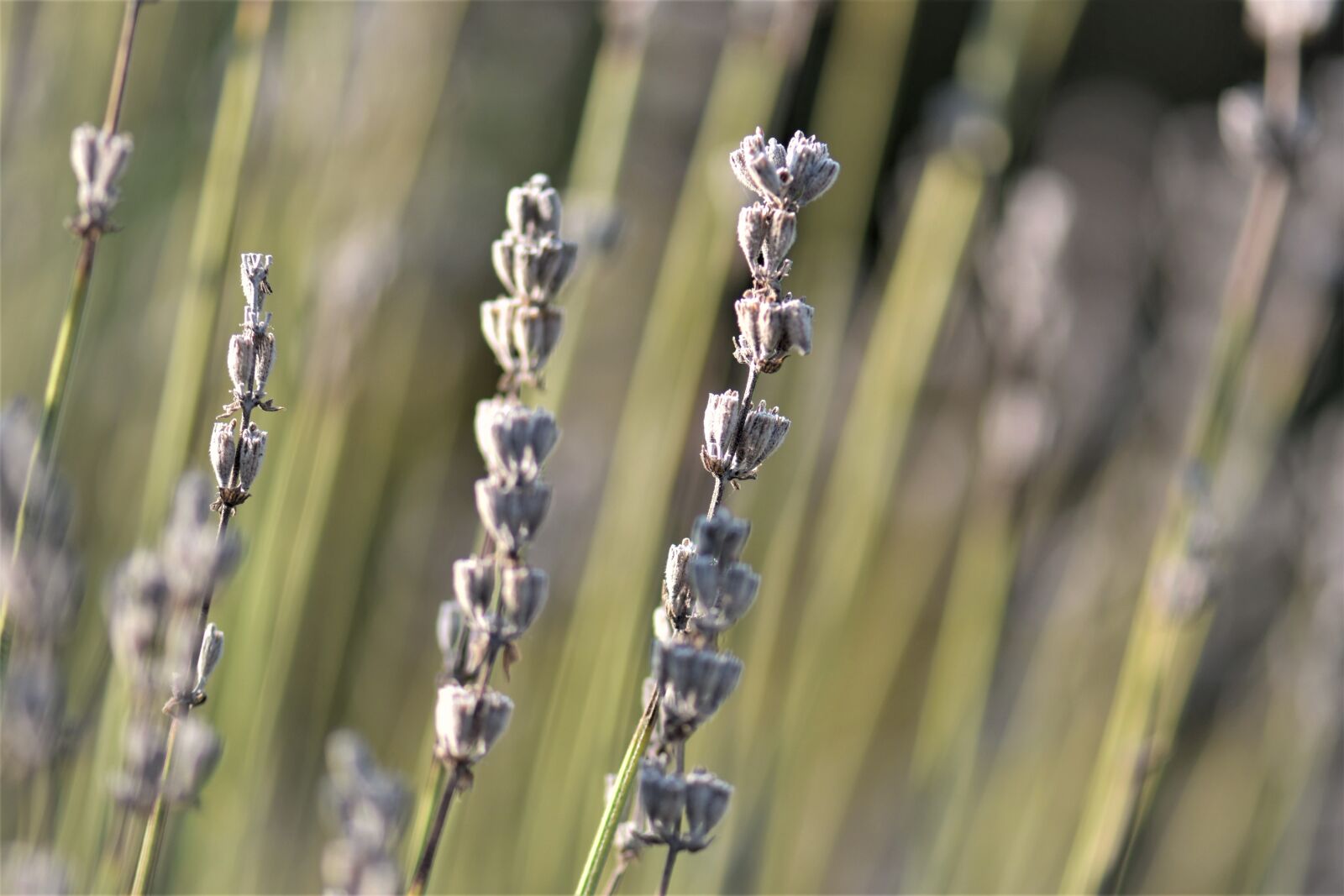 Nikon D5500 sample photo. Lavender, faded, nature photography