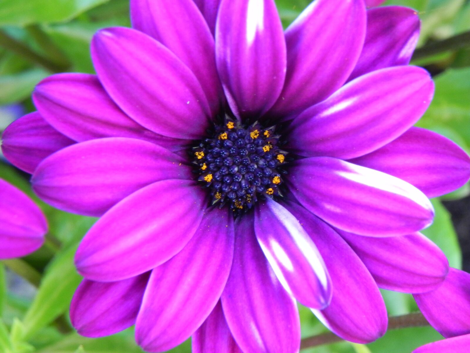 Nikon Coolpix P100 sample photo. Purple, white, flower photography