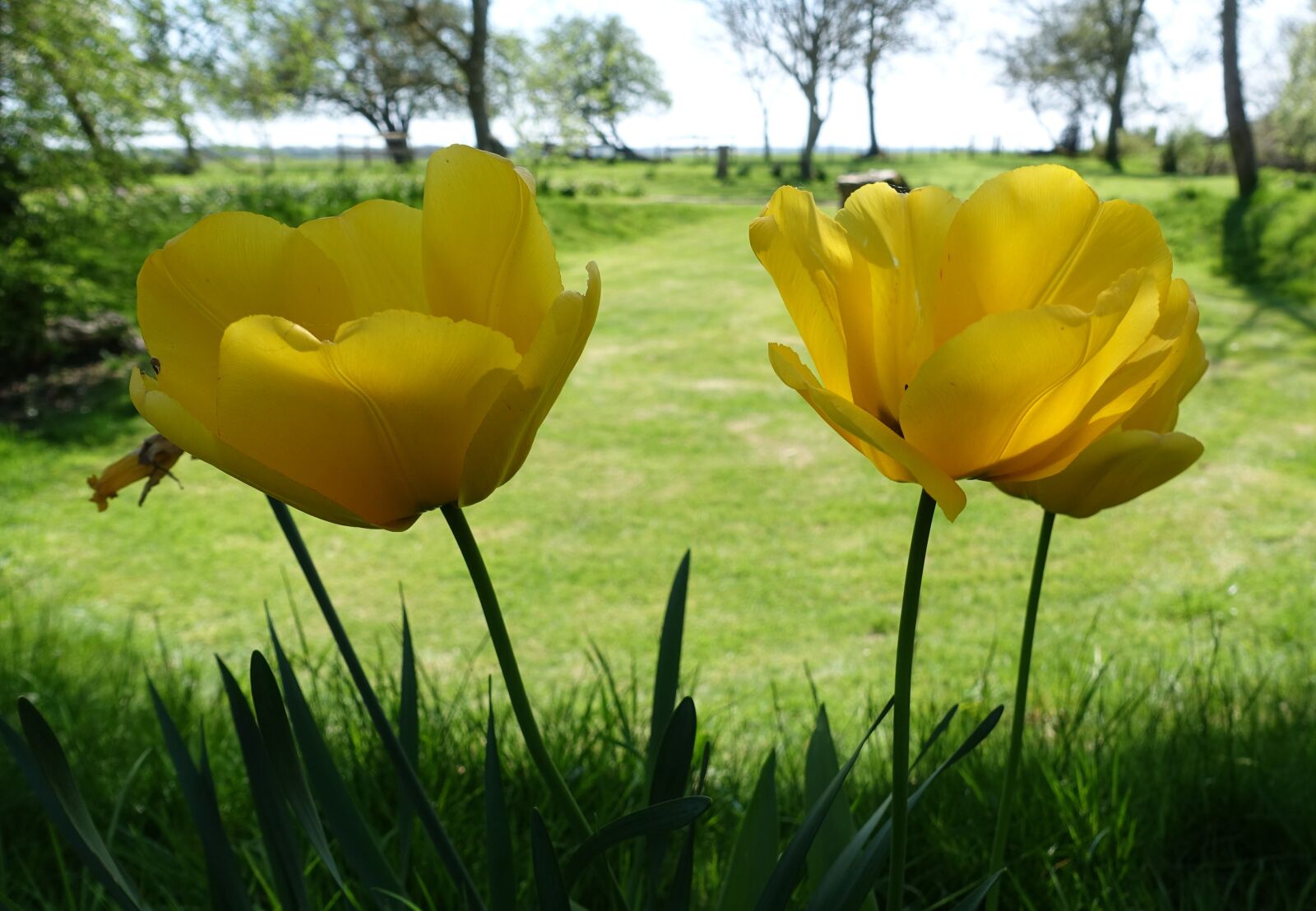 Sony Cyber-shot DSC-RX100 IV sample photo. Tulip, yellow, spring photography