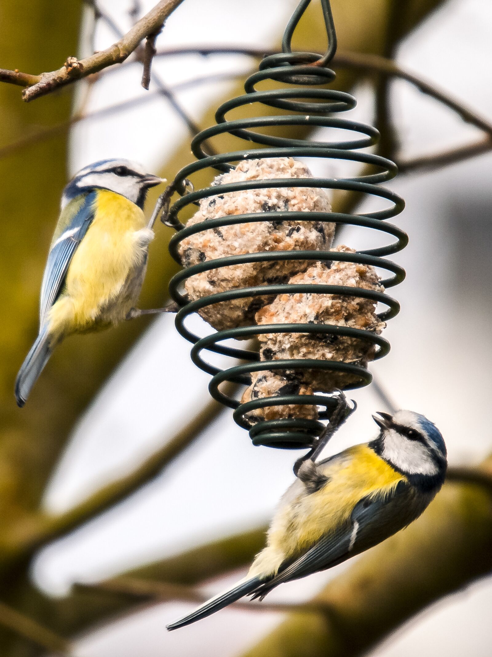 Olympus E-3 sample photo. Blue tit, tit, bird photography
