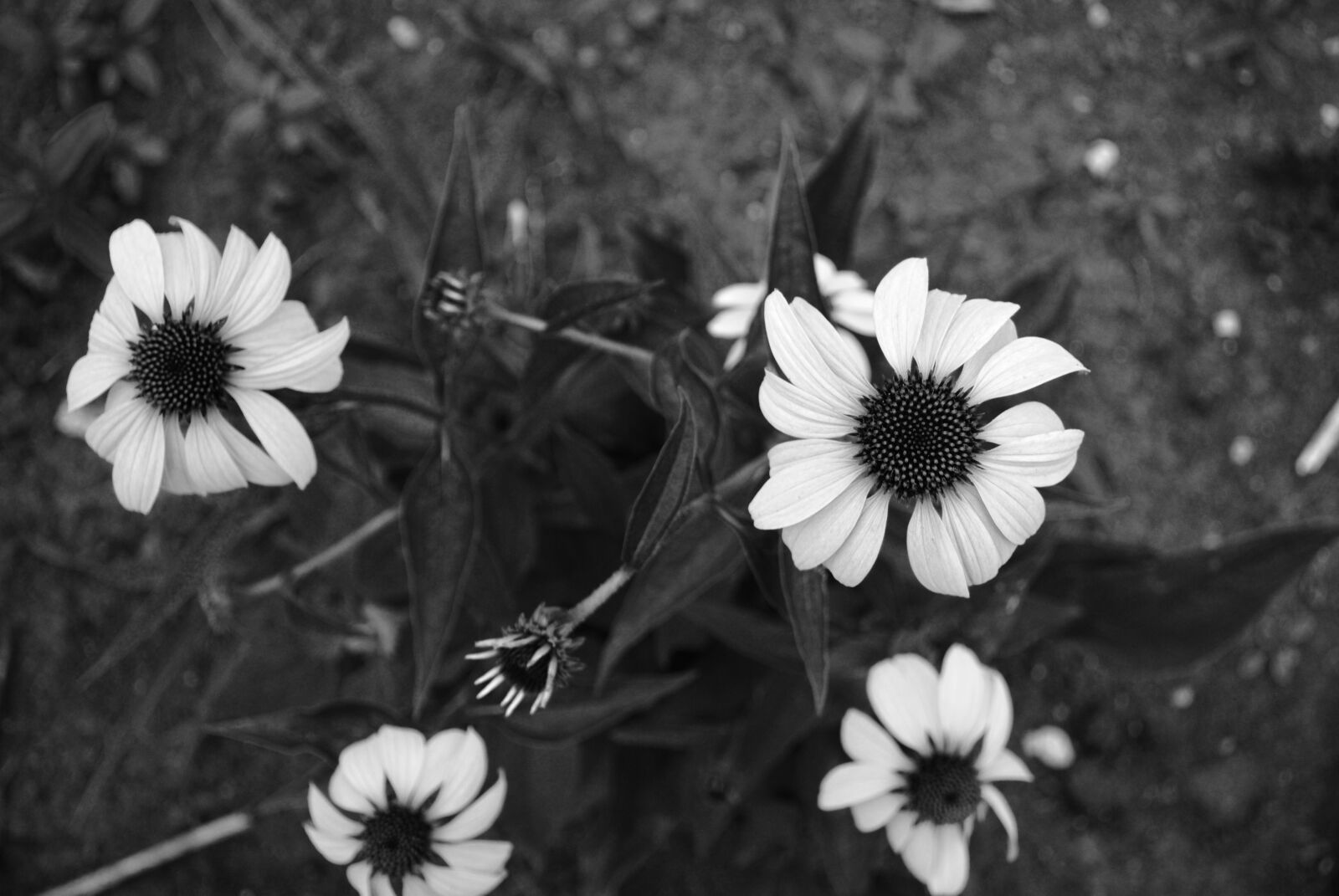Nikon D3000 sample photo. Black and white, flowers photography