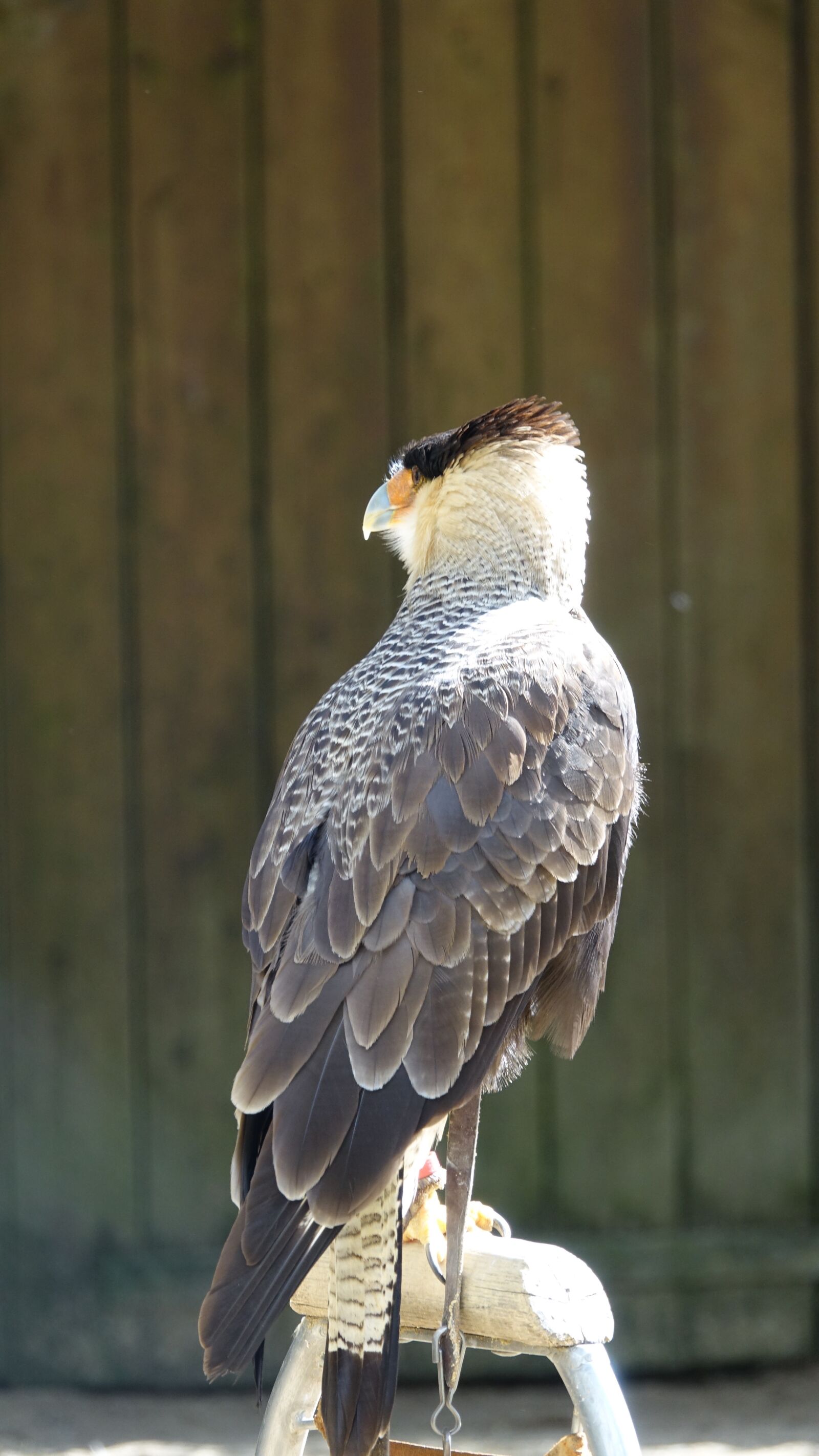 Sony Cyber-shot DSC-RX10 III sample photo. Fauna, raptor, nature photography
