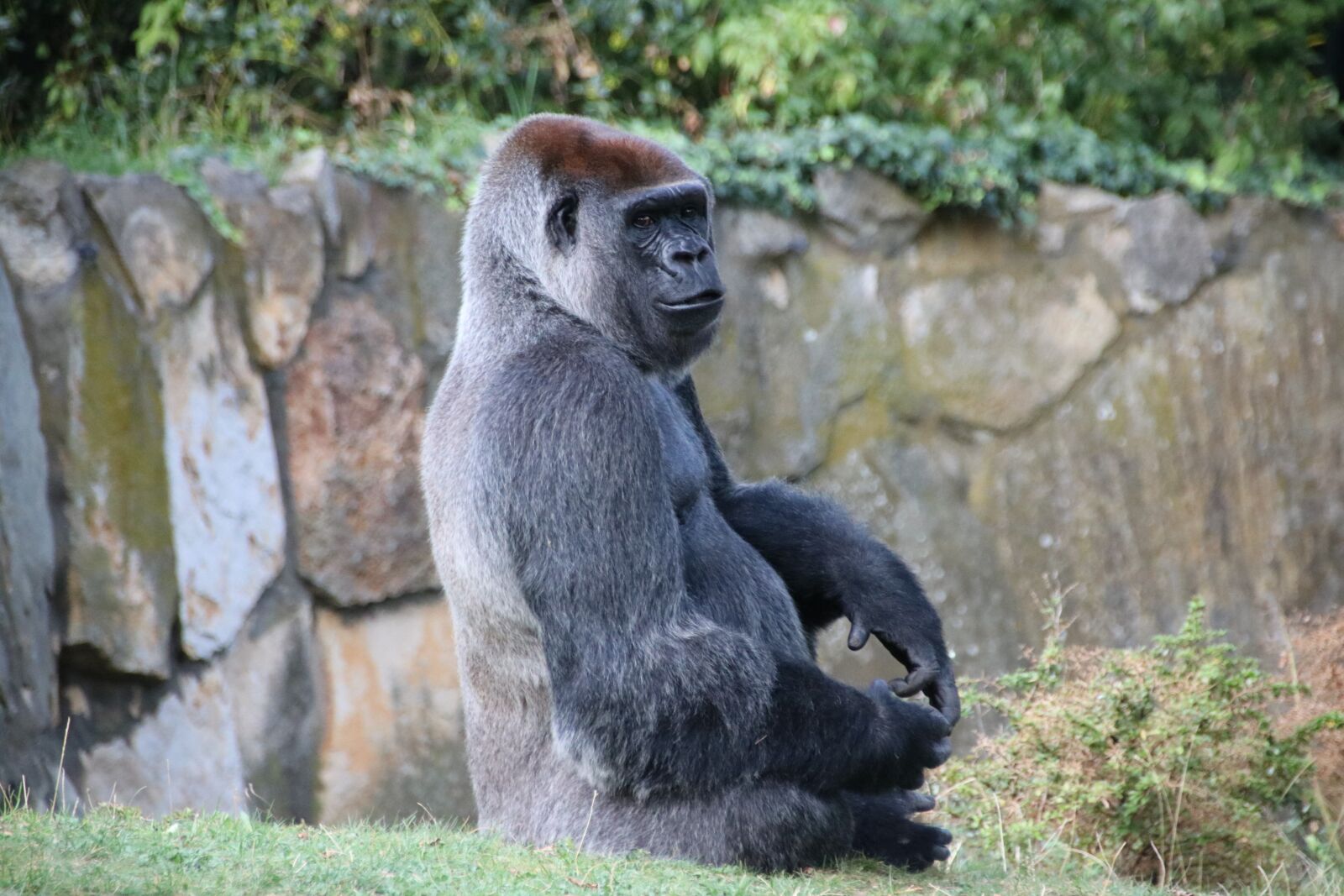 Canon EOS 760D (EOS Rebel T6s / EOS 8000D) sample photo. Gorilla, berlin, zoo photography