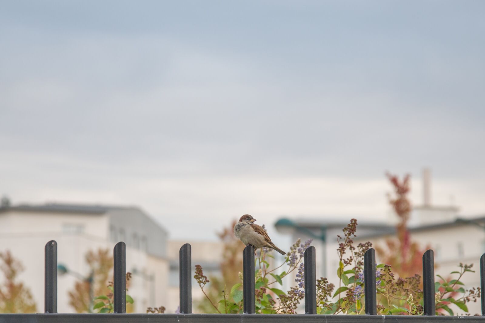 Nikon D600 sample photo. Sparrow, bird, nature photography