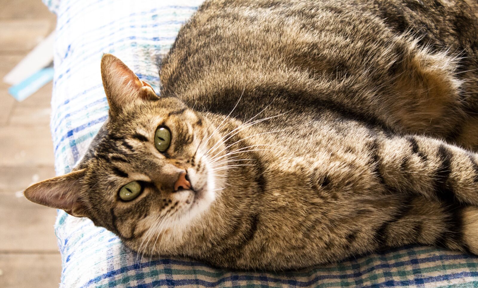 Canon EOS 1300D (EOS Rebel T6 / EOS Kiss X80) sample photo. Cat, pet, animal photography