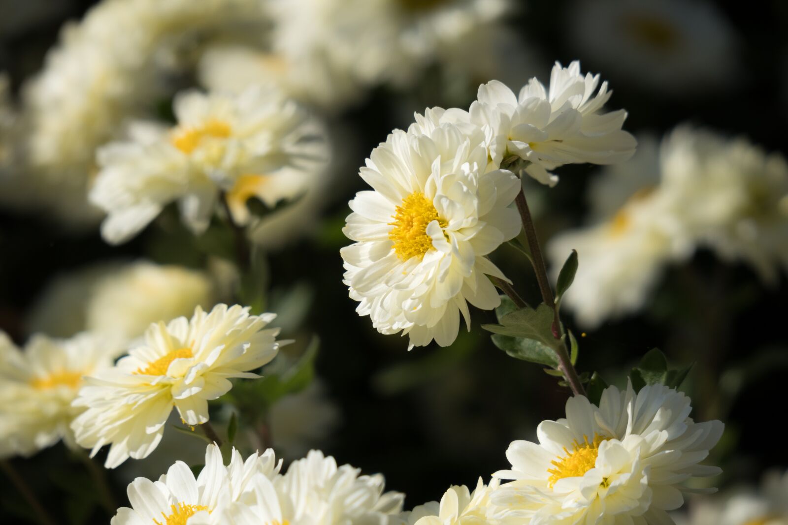 Canon PowerShot G3 X sample photo. Winter aster, garden chrysanthemum photography