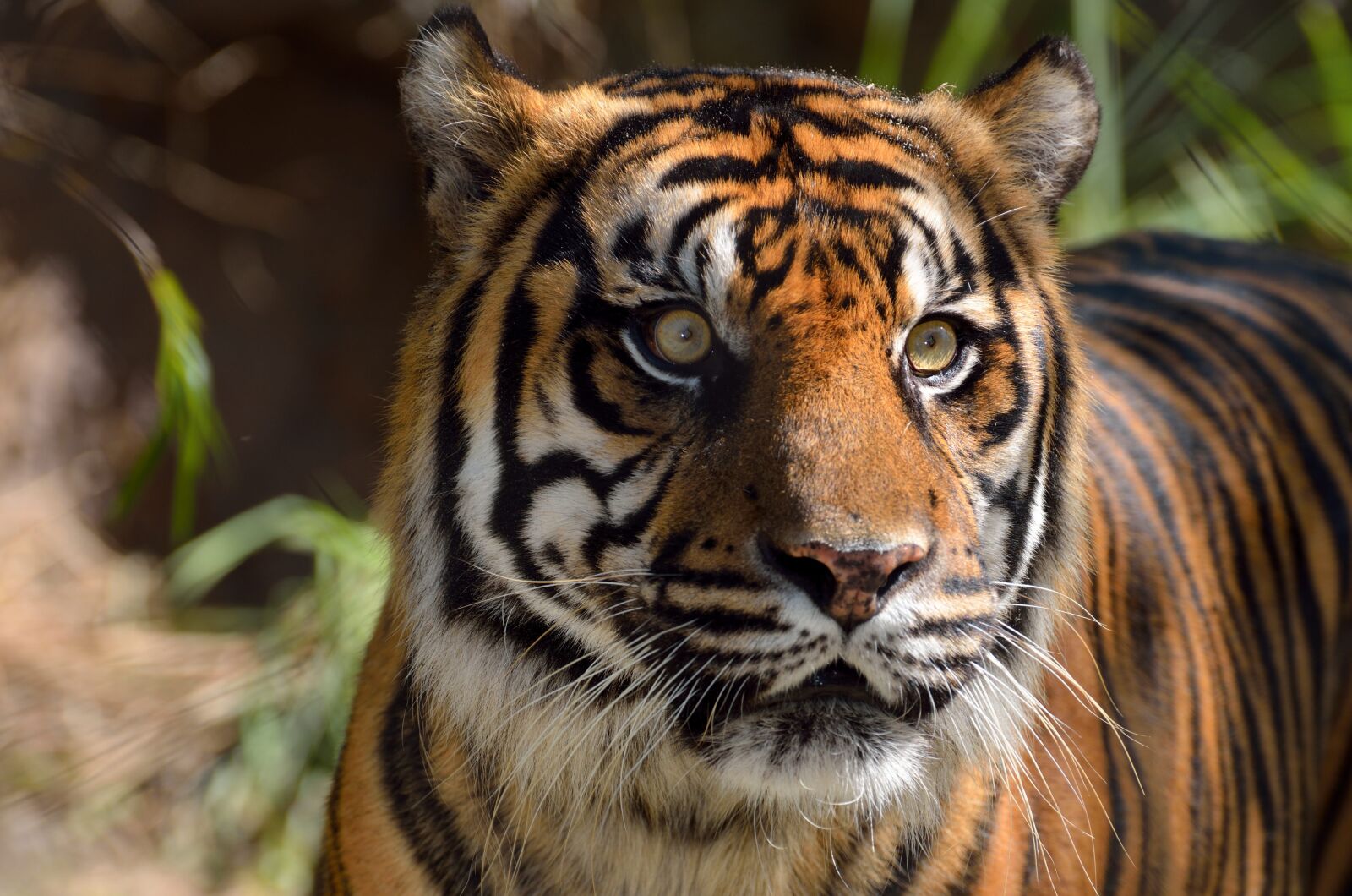 Nikon D7000 sample photo. Sumatran tiger, wildlife, cat photography