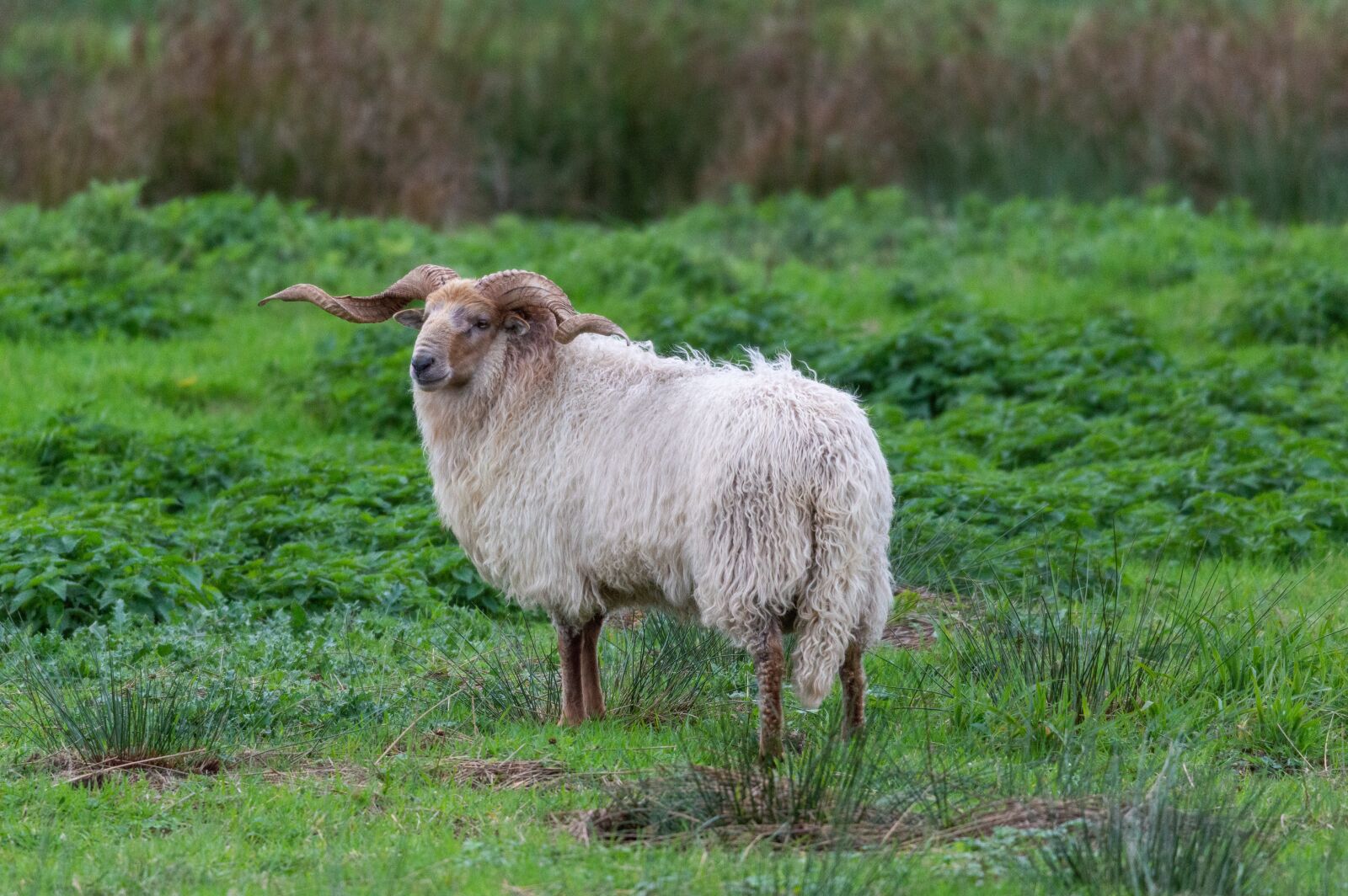 Nikon D3200 sample photo. Racka sheep, animal, nature photography